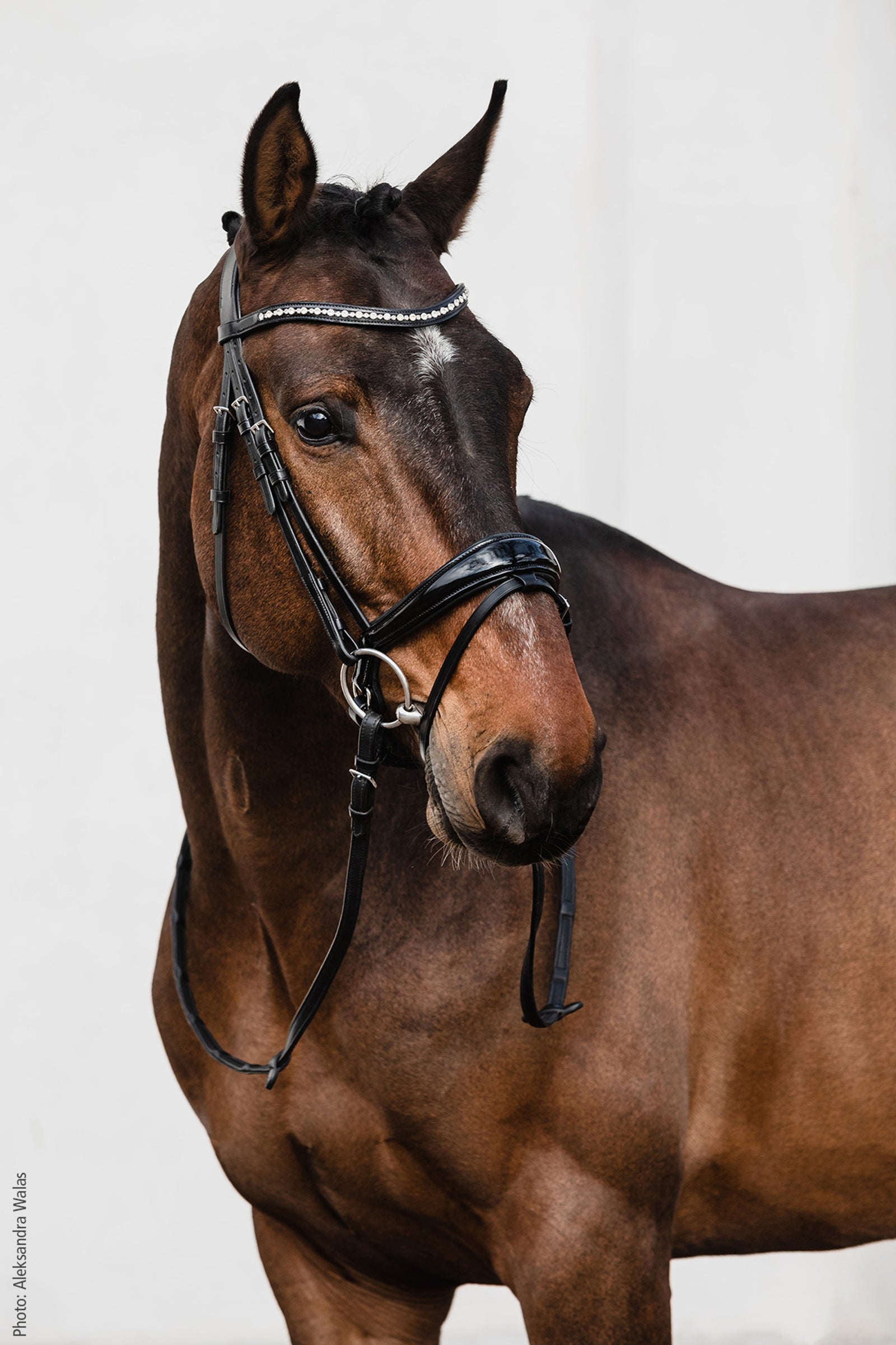 Schockemöhle Sports Brantford Bridle Bridles & Reins