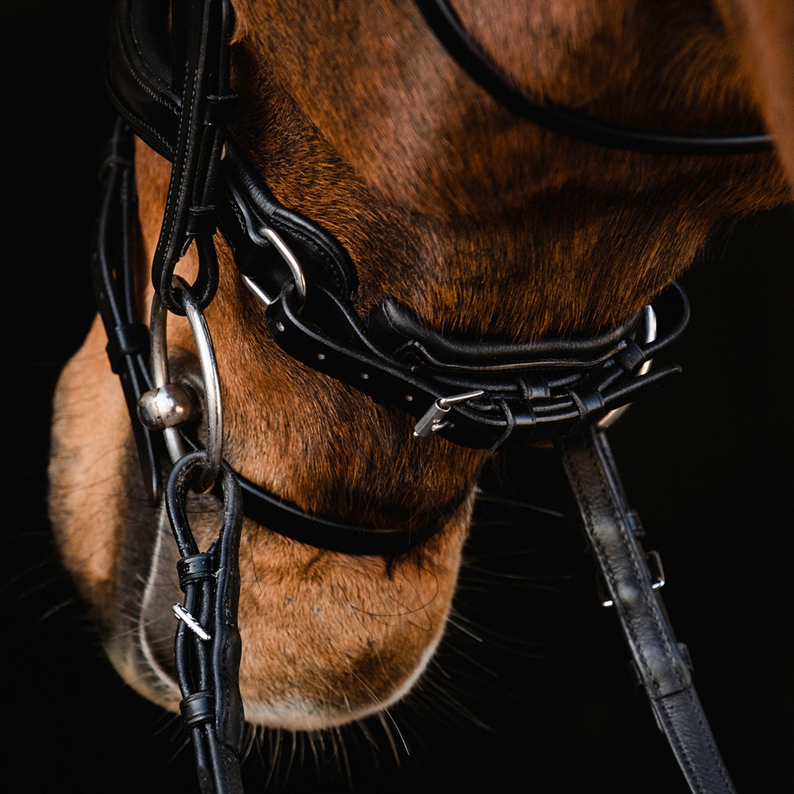 Schockemöhle Sports Brantford Bridle Bridles & Reins