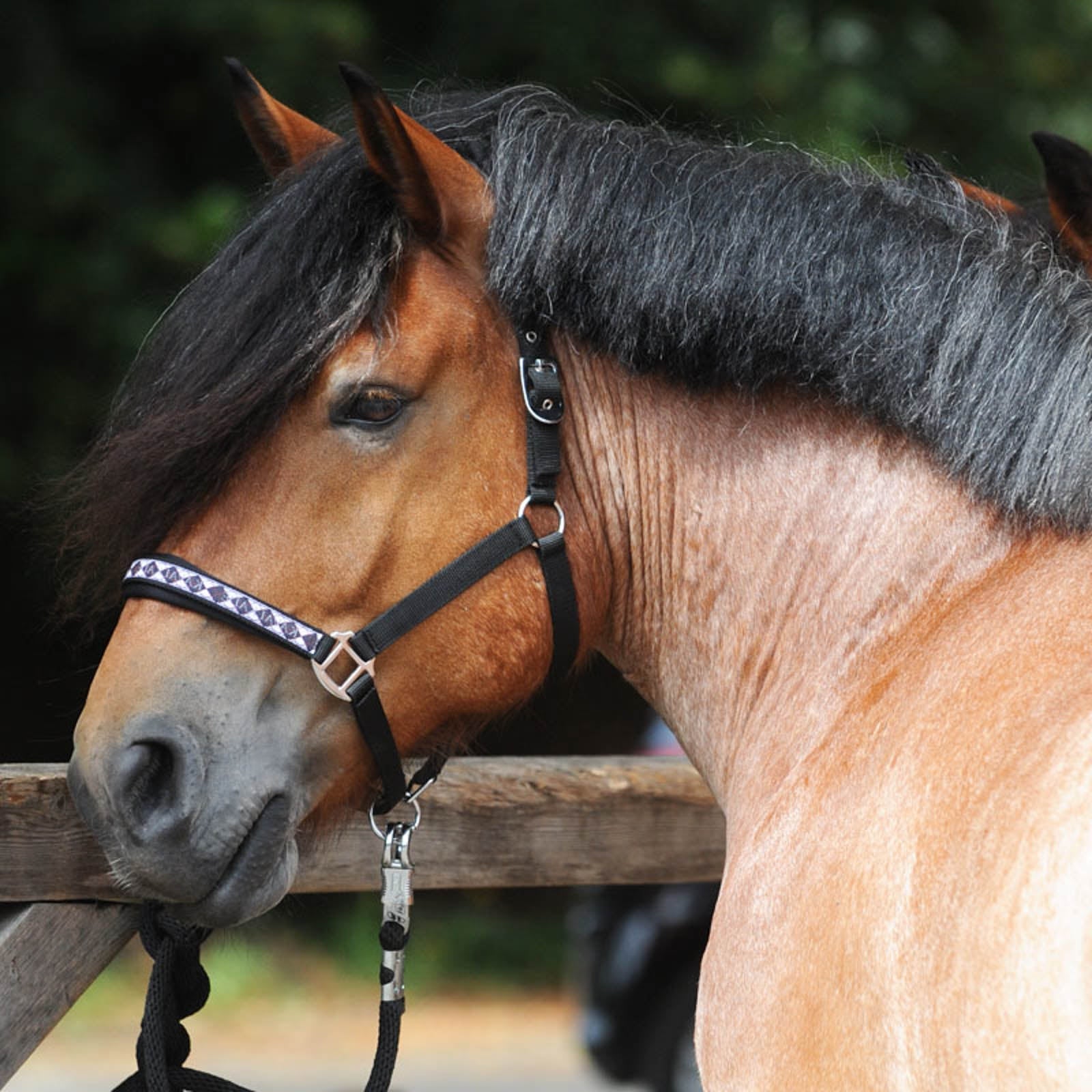 Kavalkade Draft Horse Classic Grimma Grimma & grimskaft