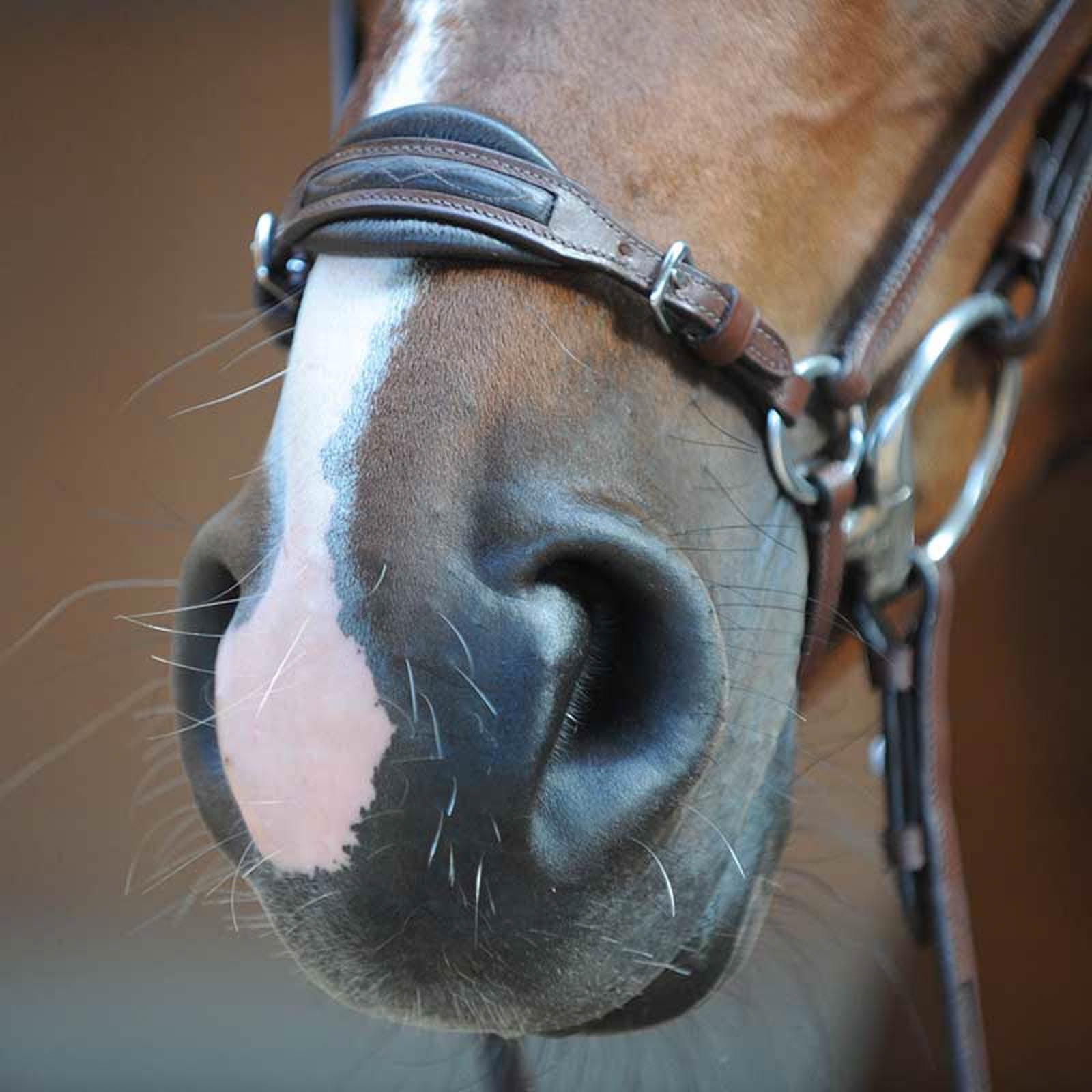 Kavalkade Levana Bridle Bridles & Reins