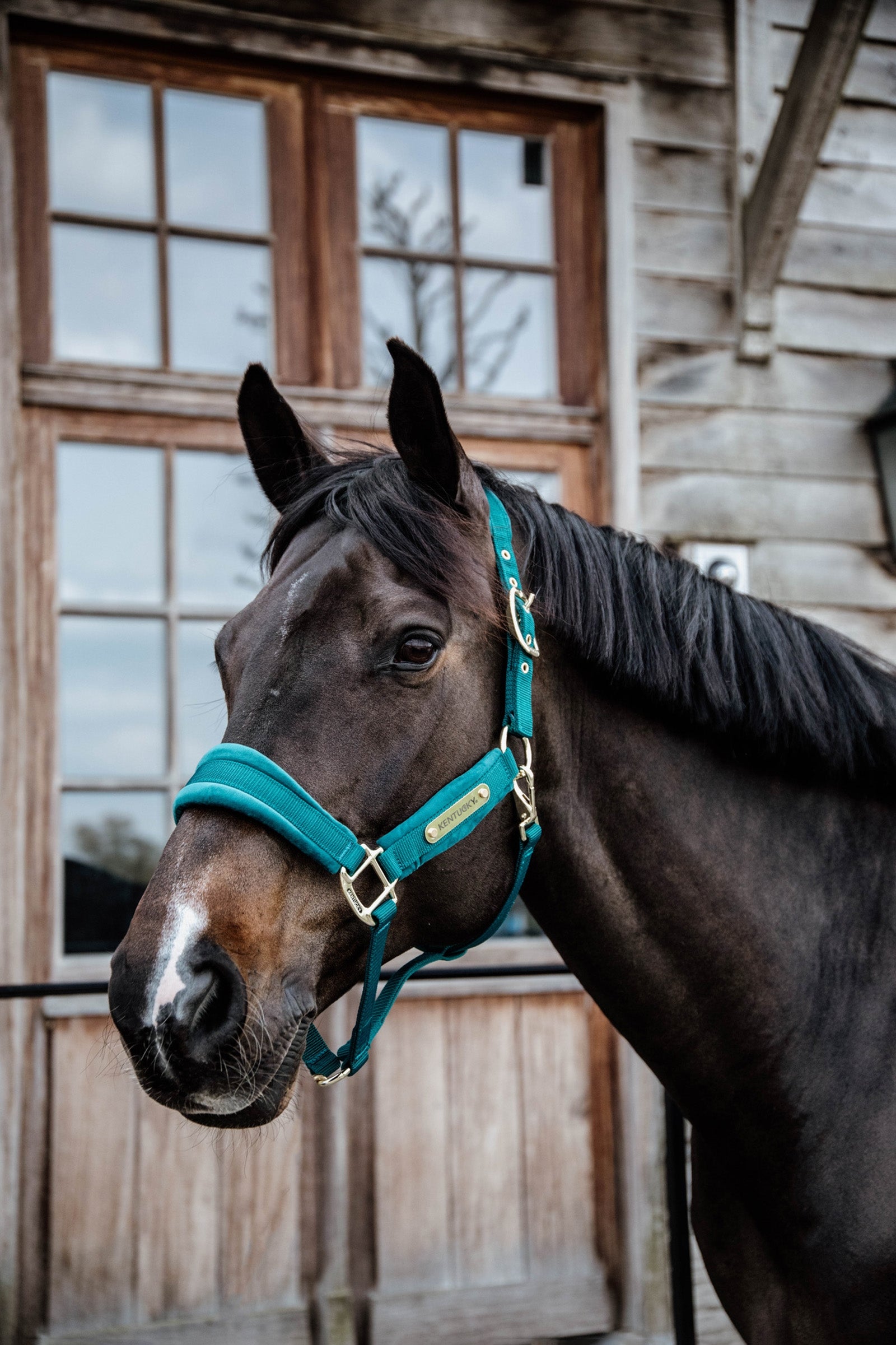 Kentucky Horsewear Velvet Halter Halters & Leads