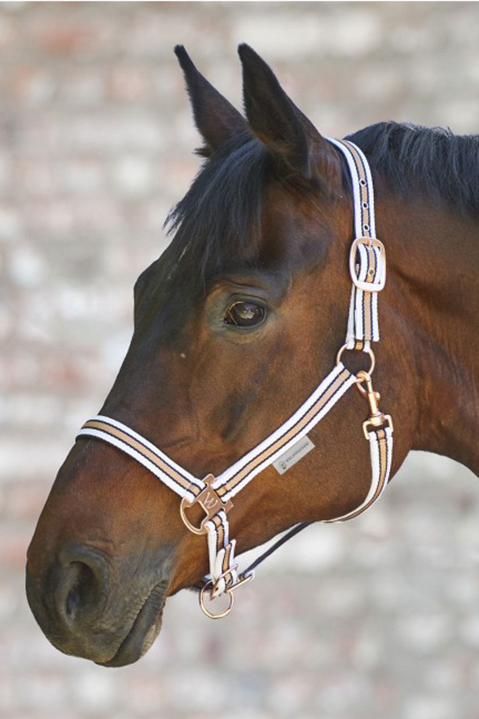 Waldhausen Shine Halter Halters & Leads