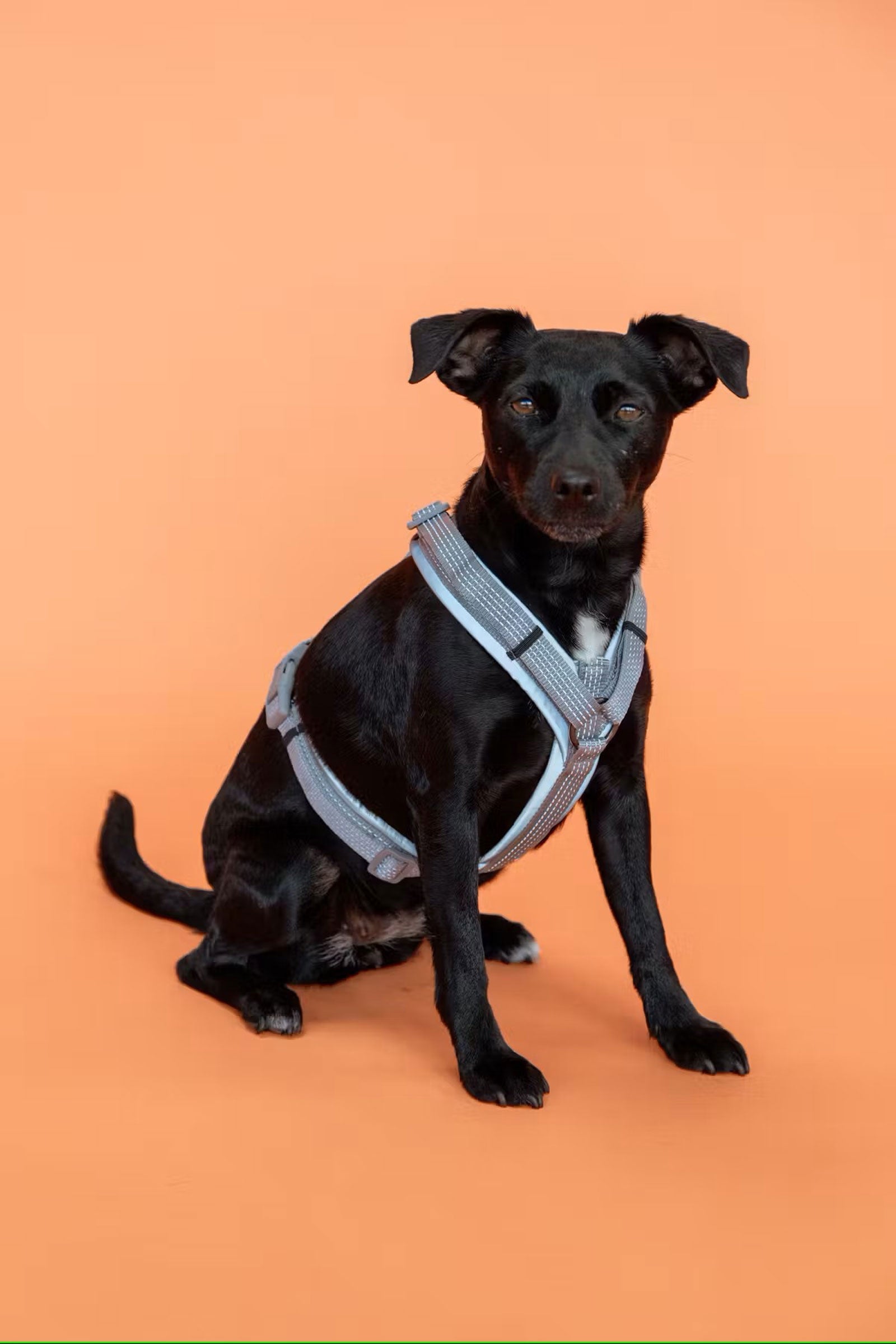Kentucky Dogwear Active Reflective Dog Harness Dog Accesories