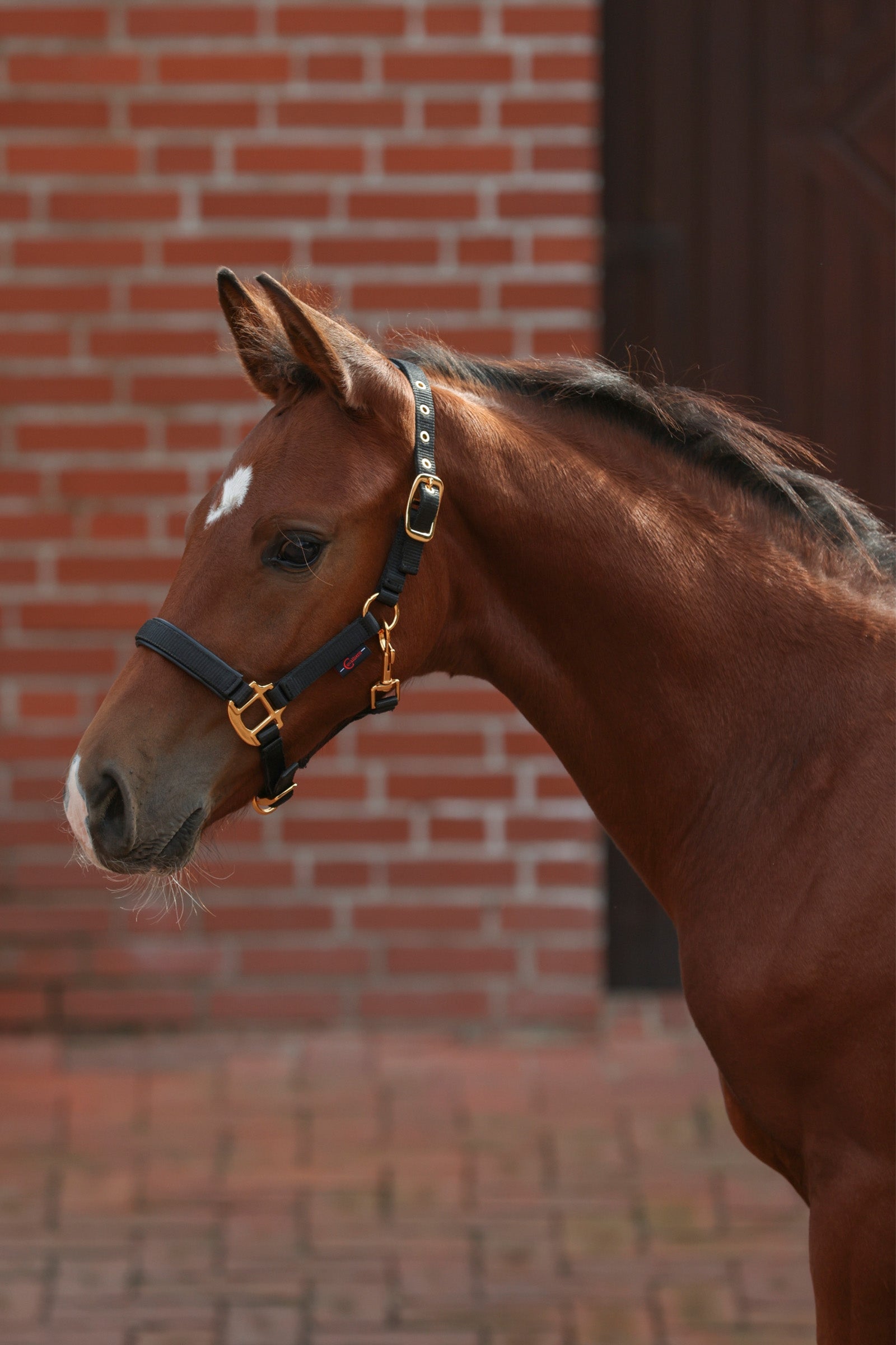 Covalliero TopLine fölgrimma Grimma & grimskaft