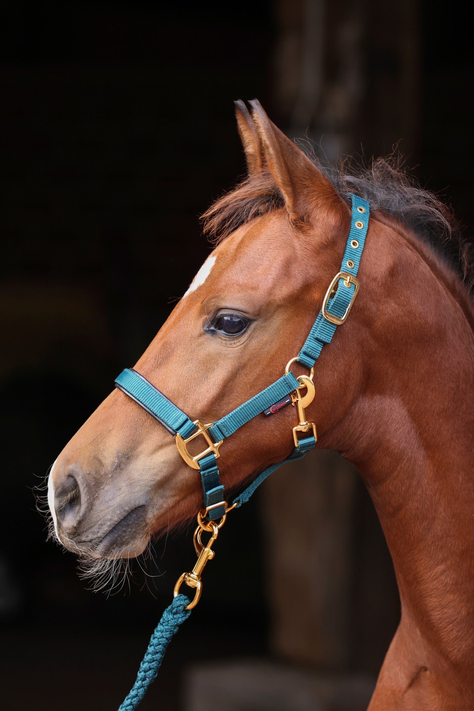 Covalliero TopLine Foal Halter Halters & Leads