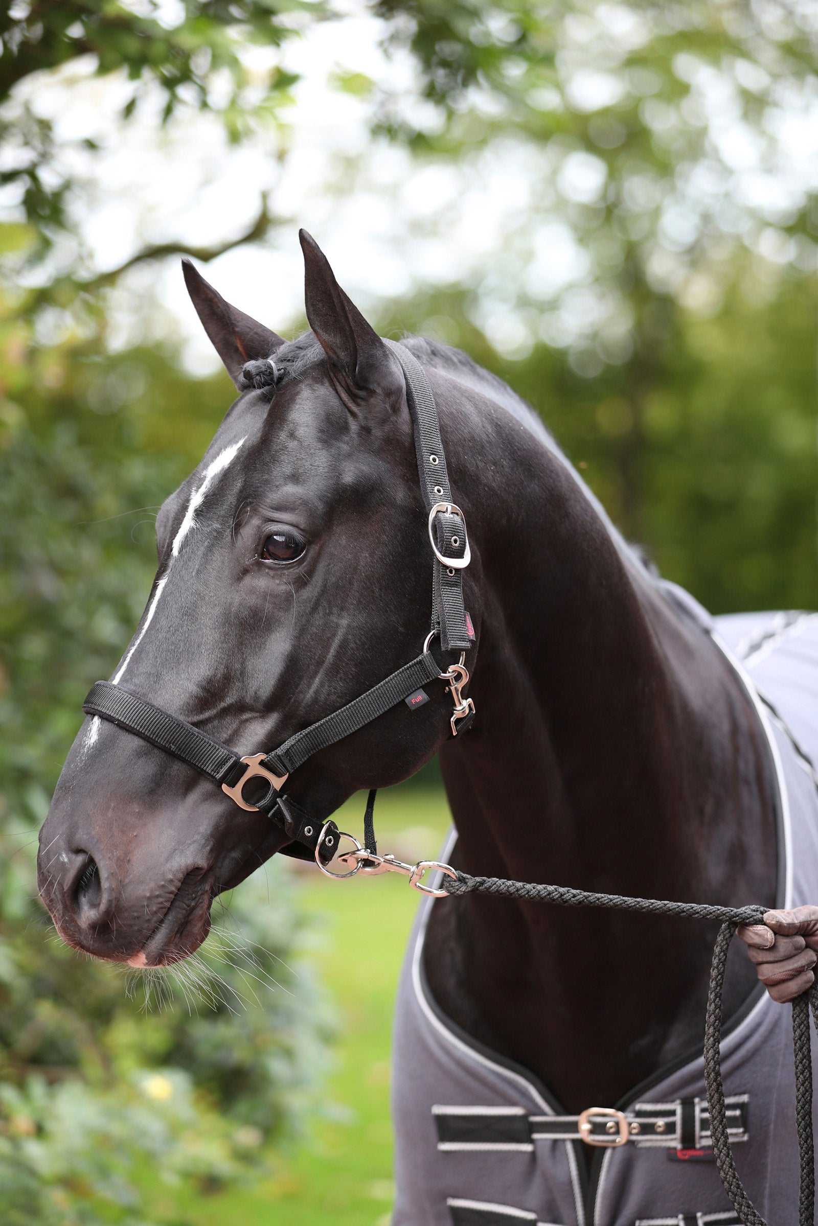 Covalliero Dexter Grimma med fleecefoder Grimma & grimskaft