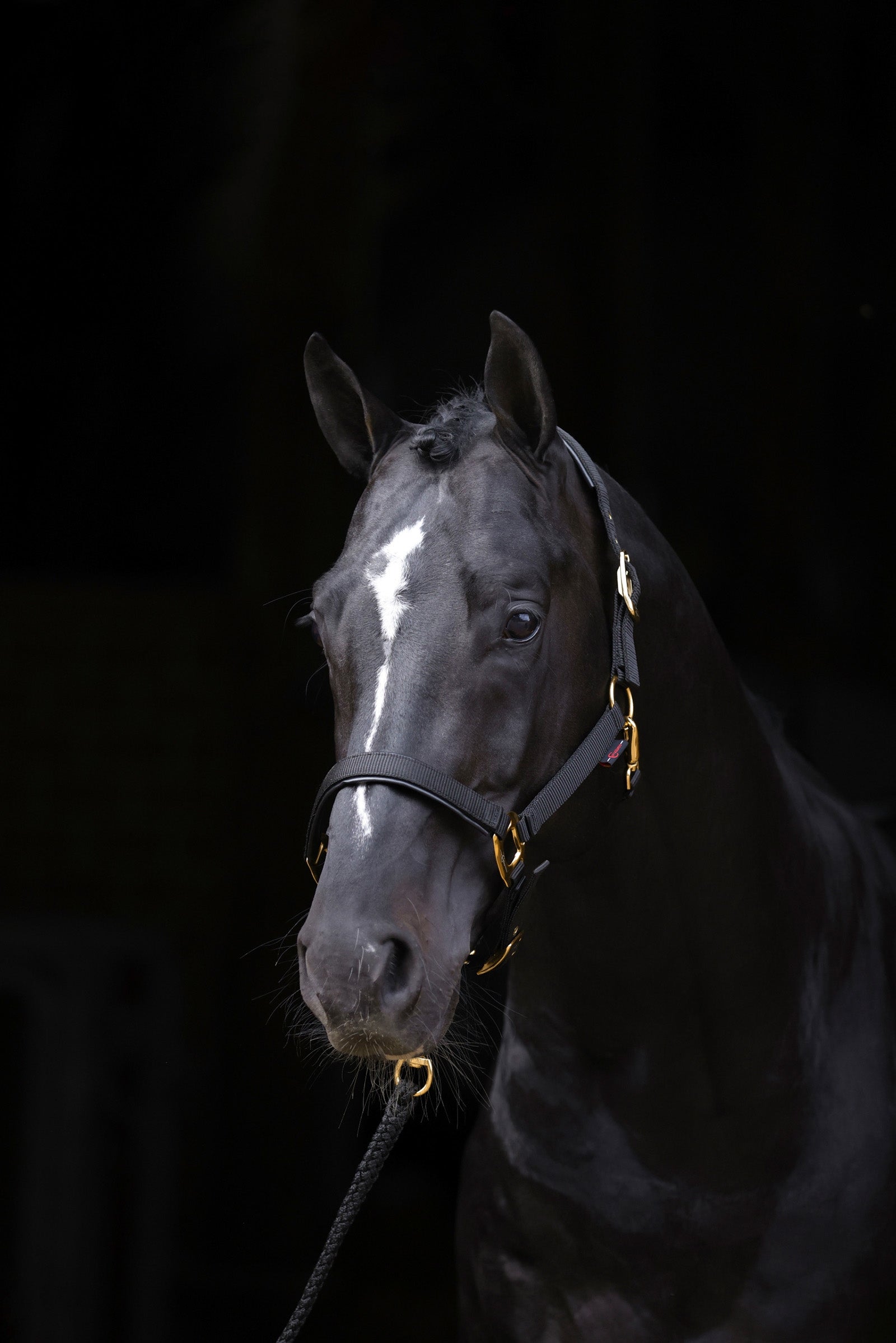 Covalliero TopLine Grimma Grimma & grimskaft