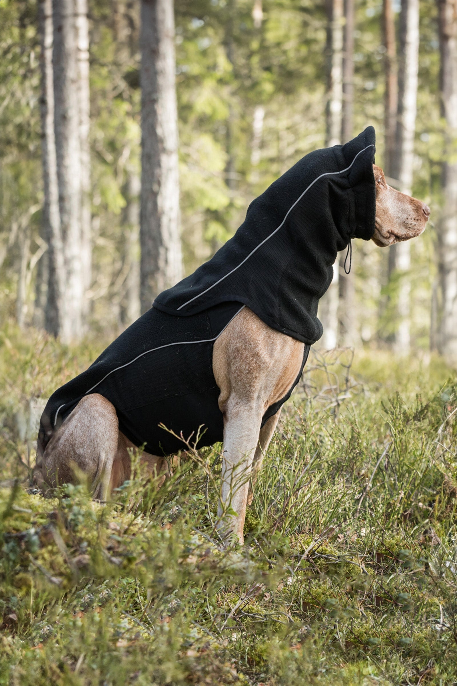 Back on Track Benji Dog Neck Warmer Dog Accesories