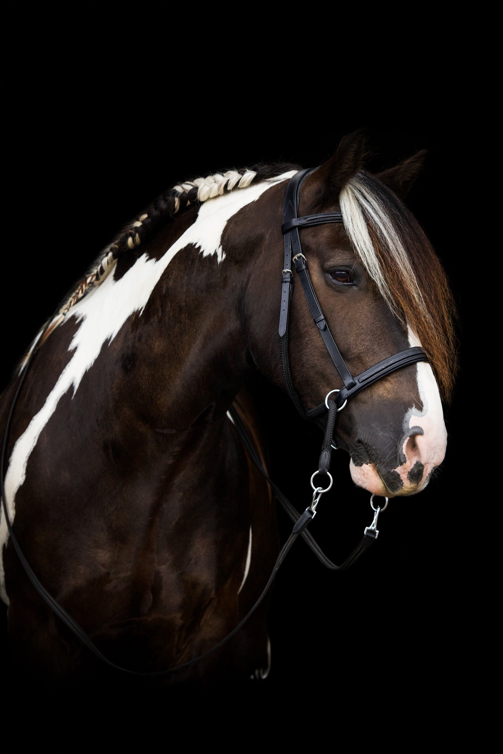 F.R.A. Freedom Riding Articles Dietsji Bitless Bridle With Reins (System 5), Shire Bridles & Reins