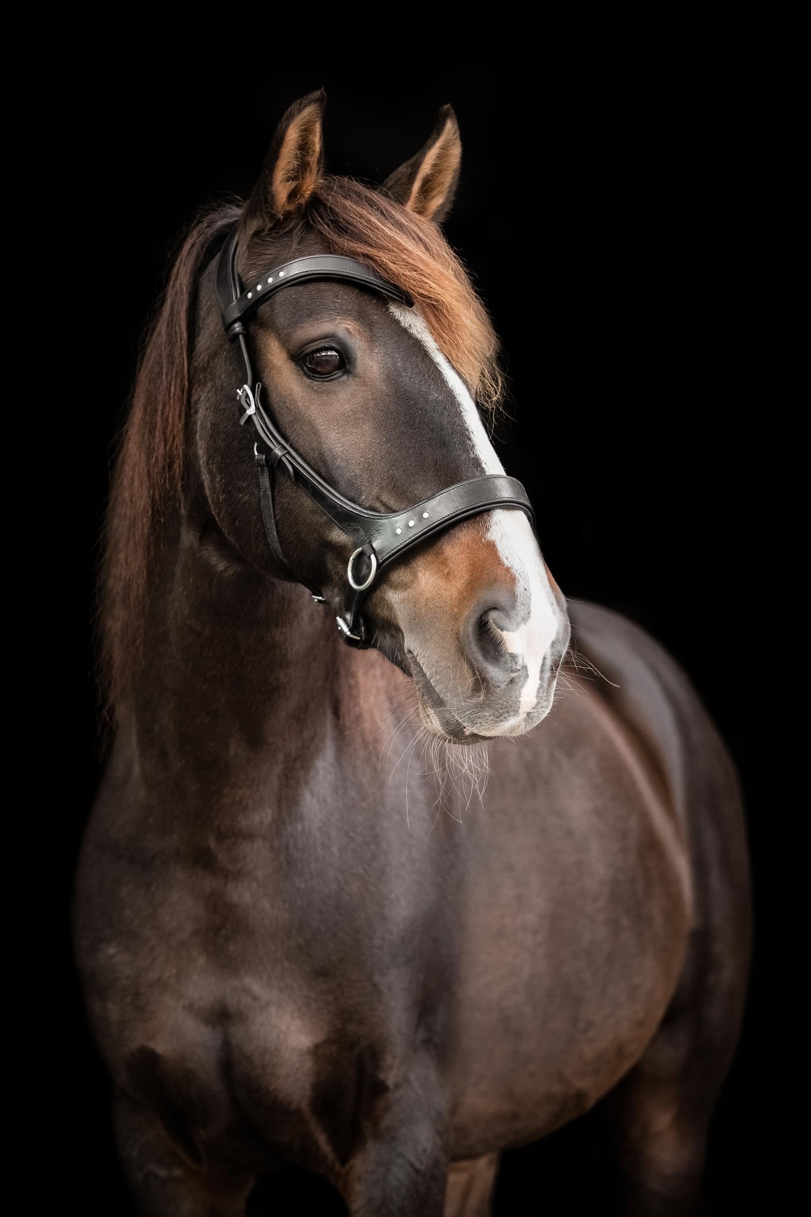 F.R.A. Freedom Riding Articles Glory Sidepull With Reins (System 3), black Bridles & Reins