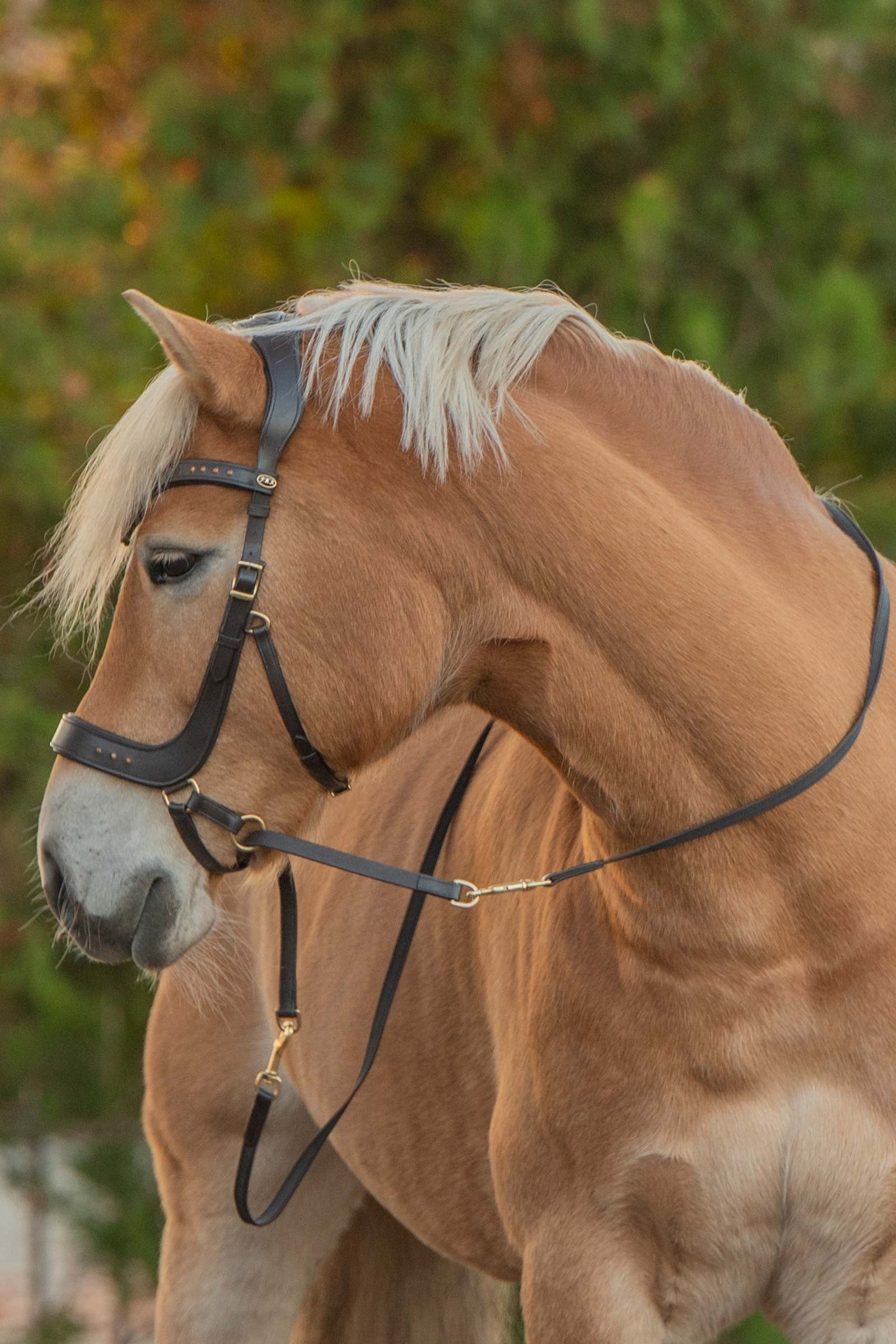 F.R.A. Freedom Riding Articles Glory Bitless Bridle With Reins (System 4) Bridles & Reins