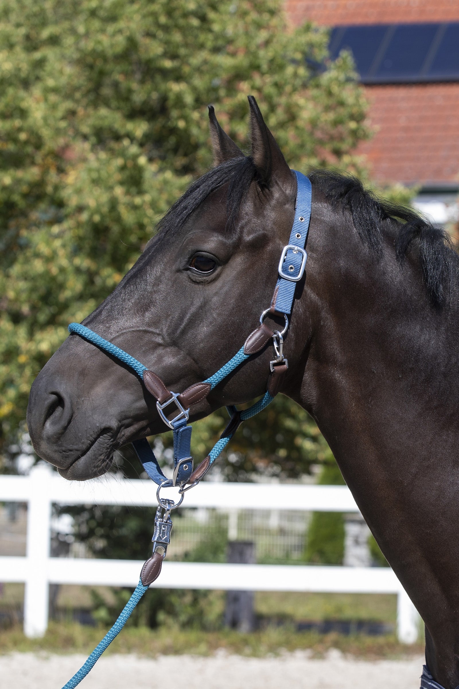 USG Dublin Halter Halters & Leads