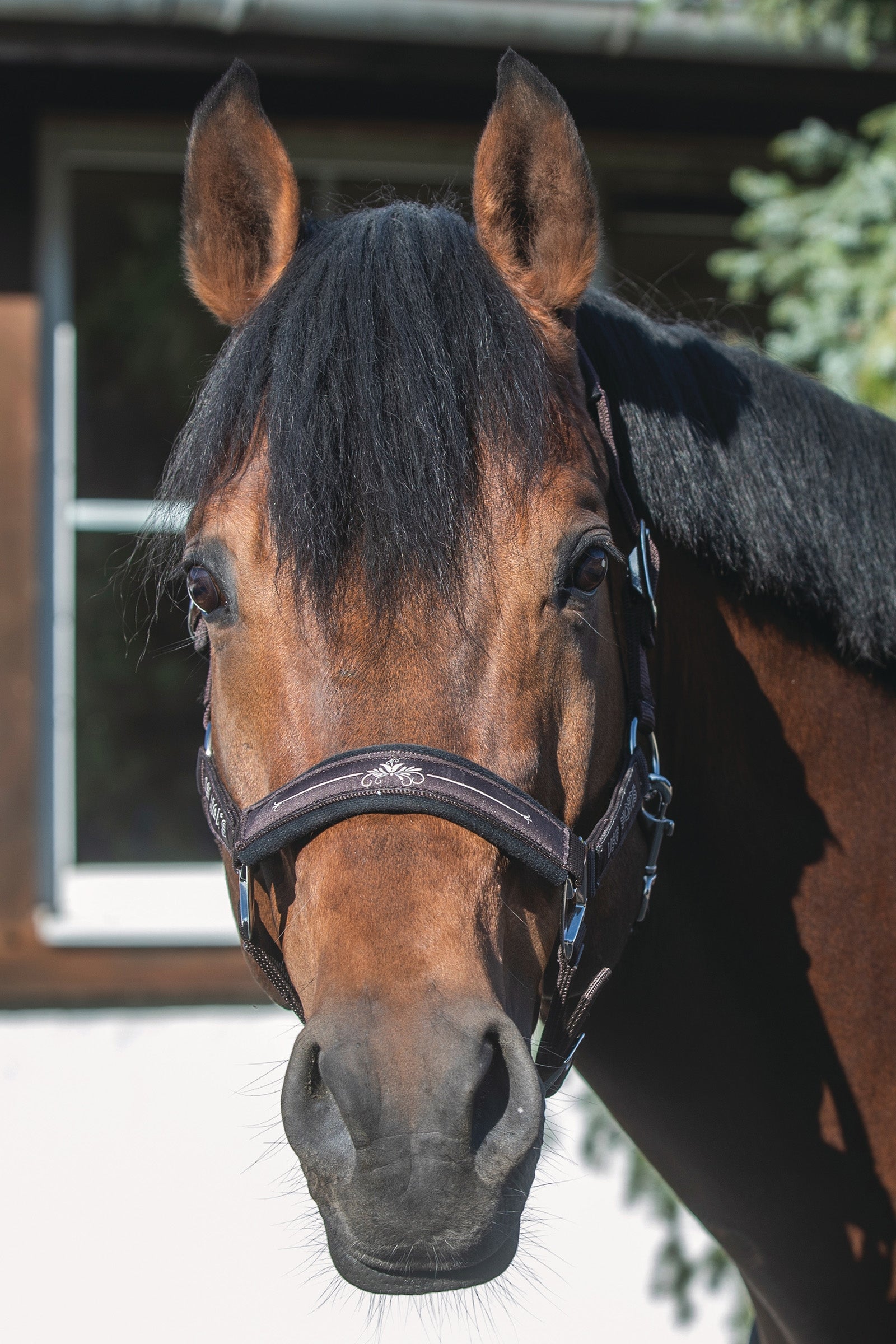 USG Rosi Halter Grimma & grimskaft