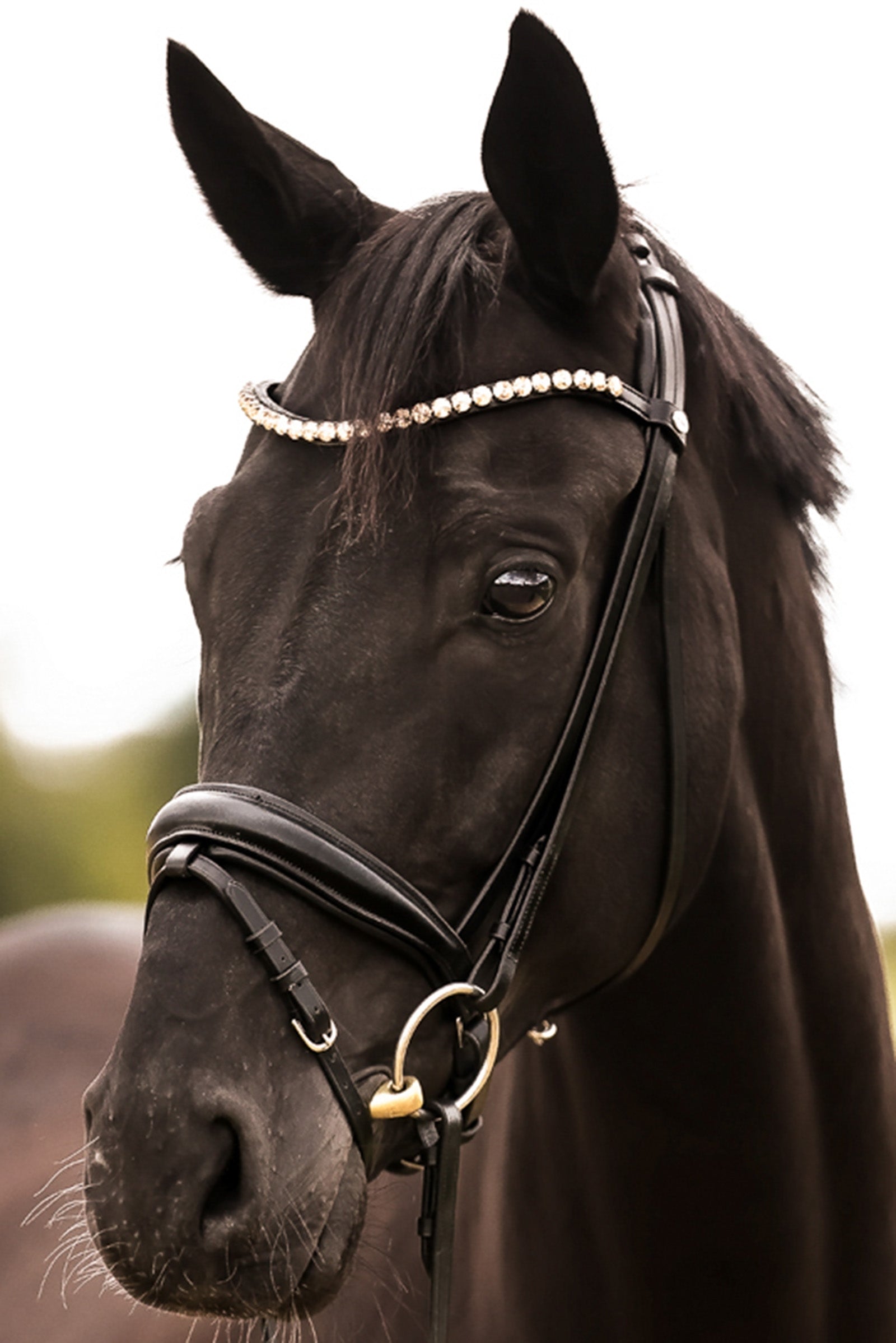 Kavalkade Fortuna KavalSH4 Bridle Träns & Tyglar