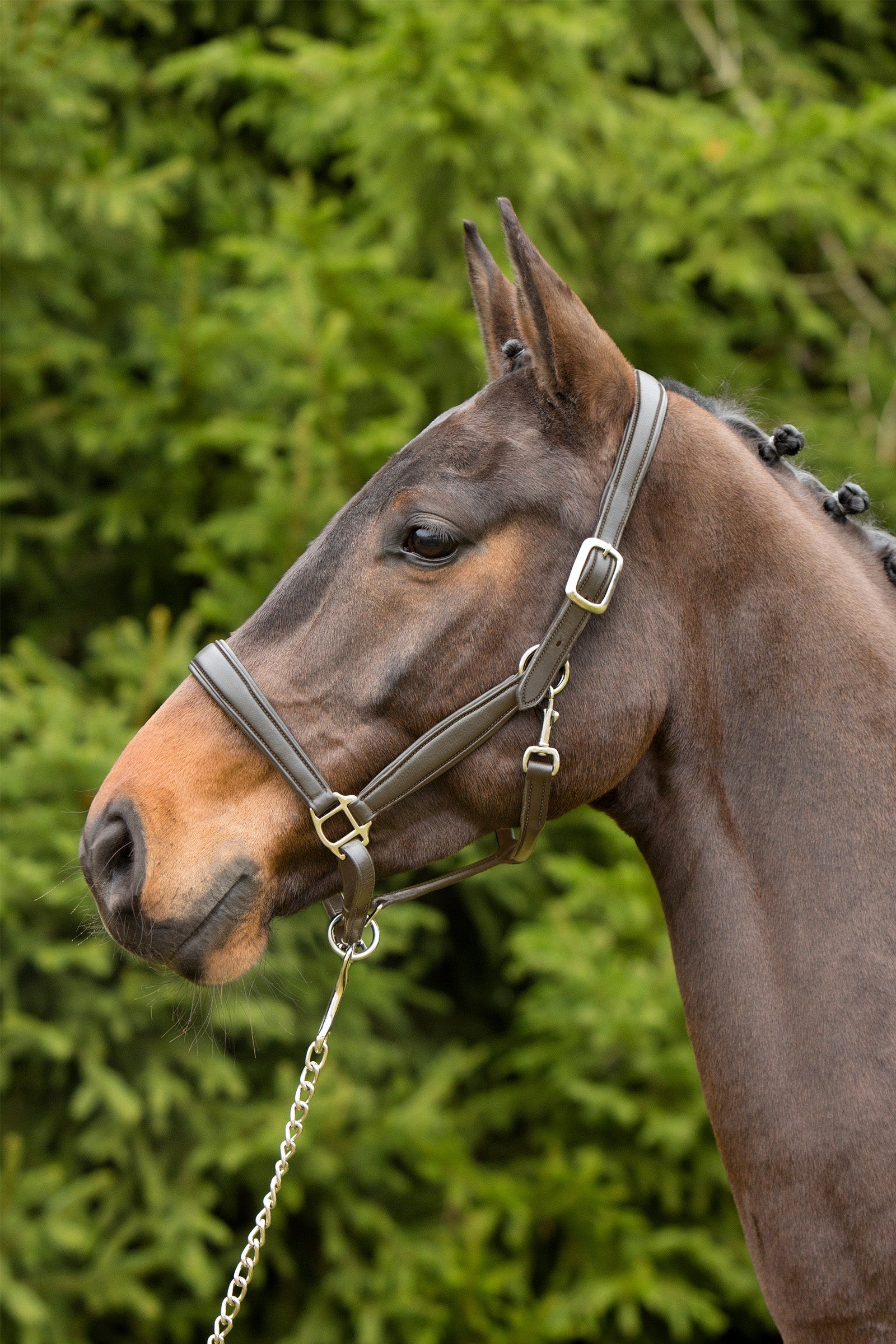 Kieffer Ultrasoft® Leather Headcollar Grimma & grimskaft