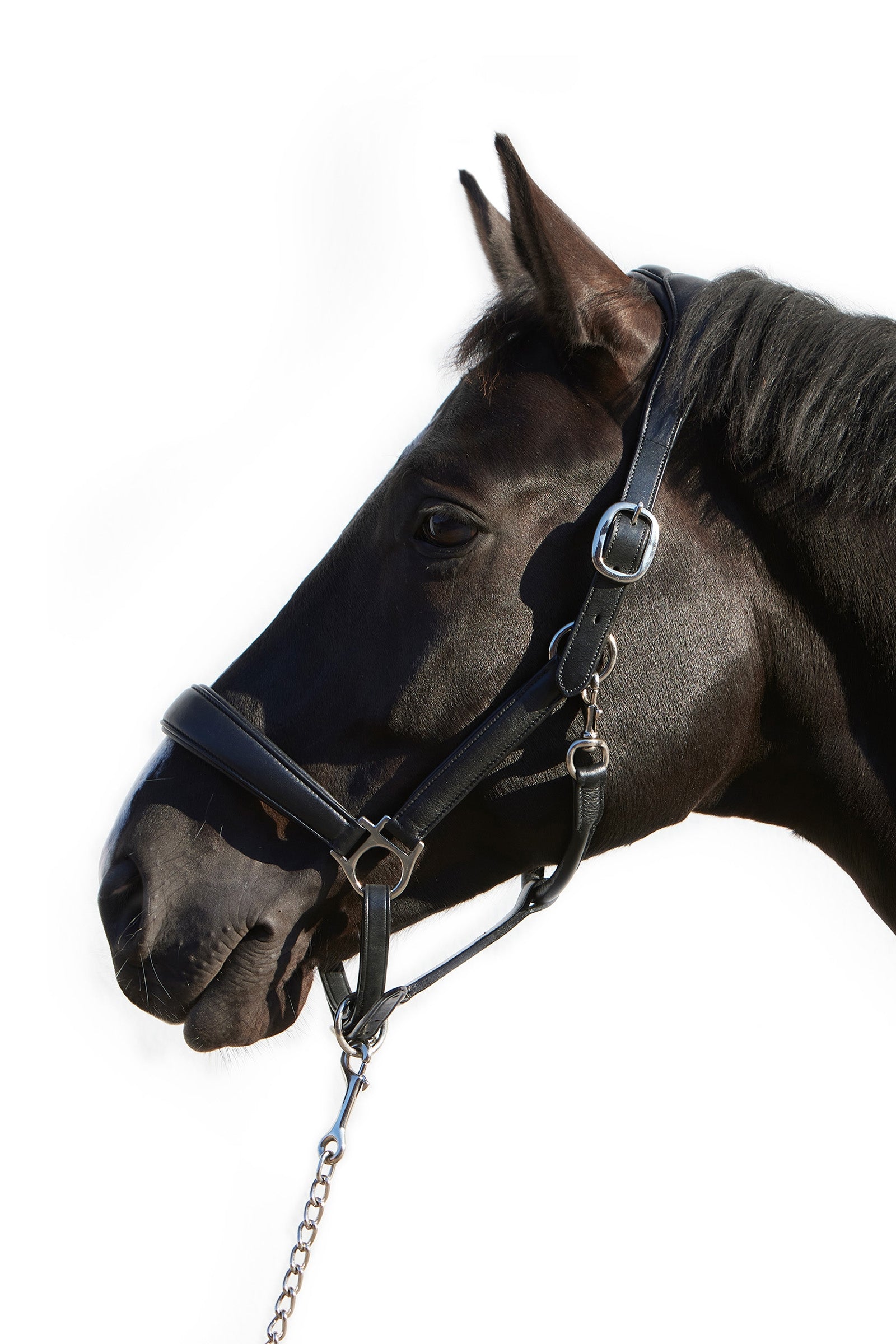 Kieffer Ultrasoft® Deluxe Leather Headcollar Halters & Leads