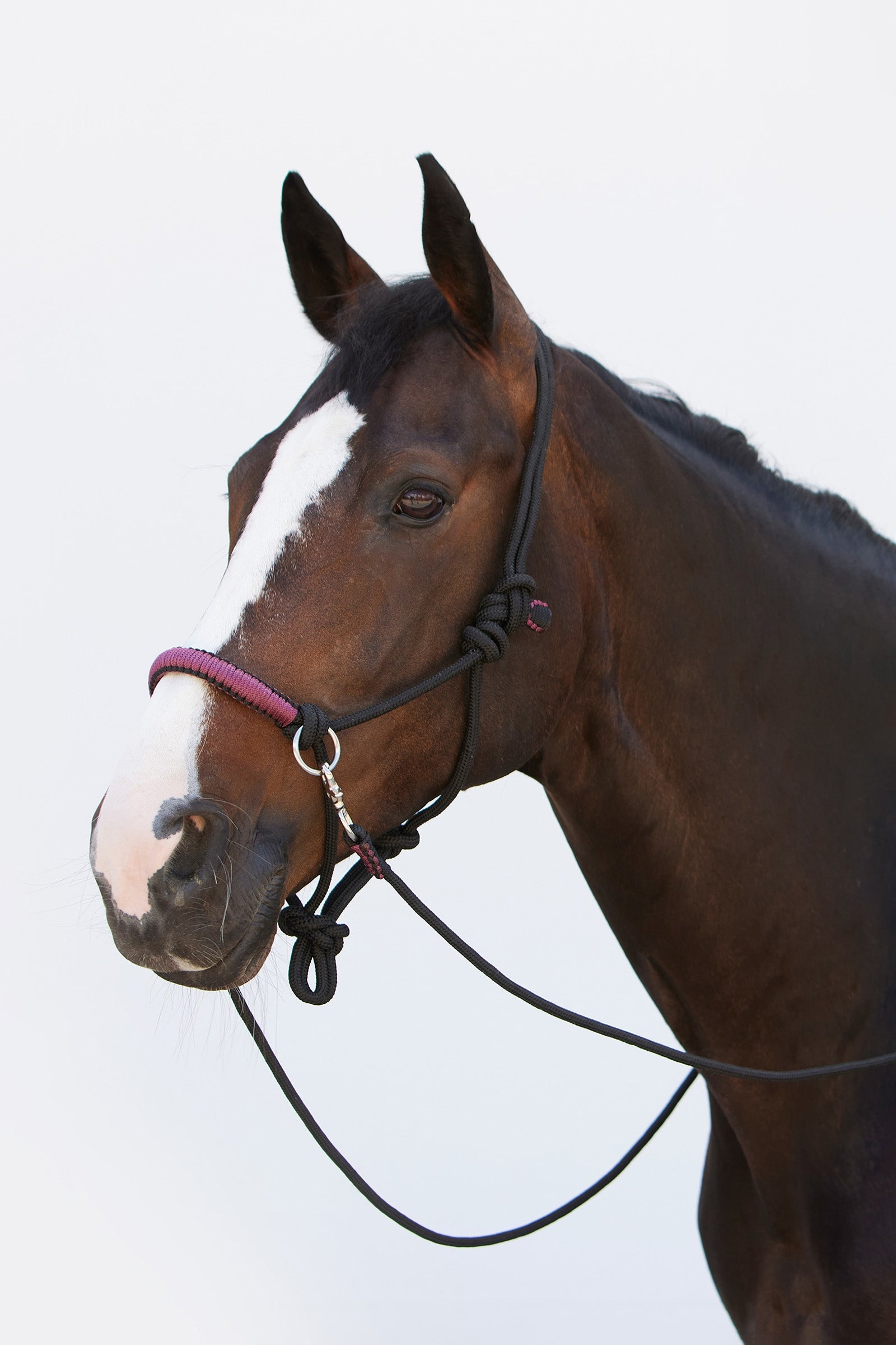 Kieffer Ruby Rope Halter Halters & Leads