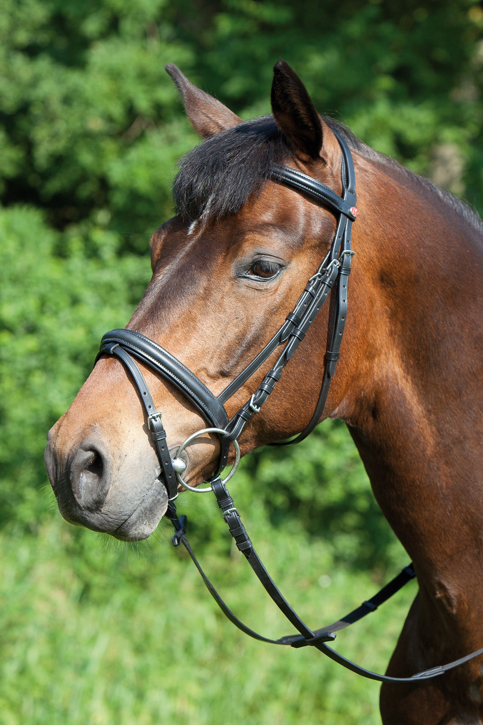Kieffer Ergonomic Line Bridle Bridles & Reins