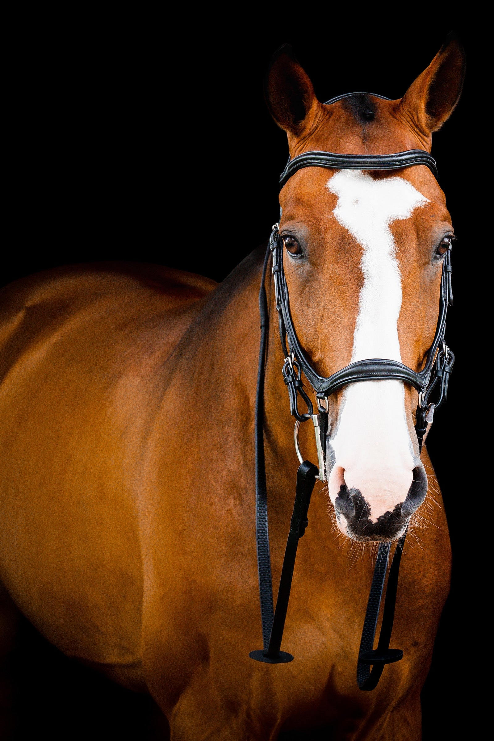 Horseware Micklem 2 Deluxe Competition Träns Träns & Tyglar