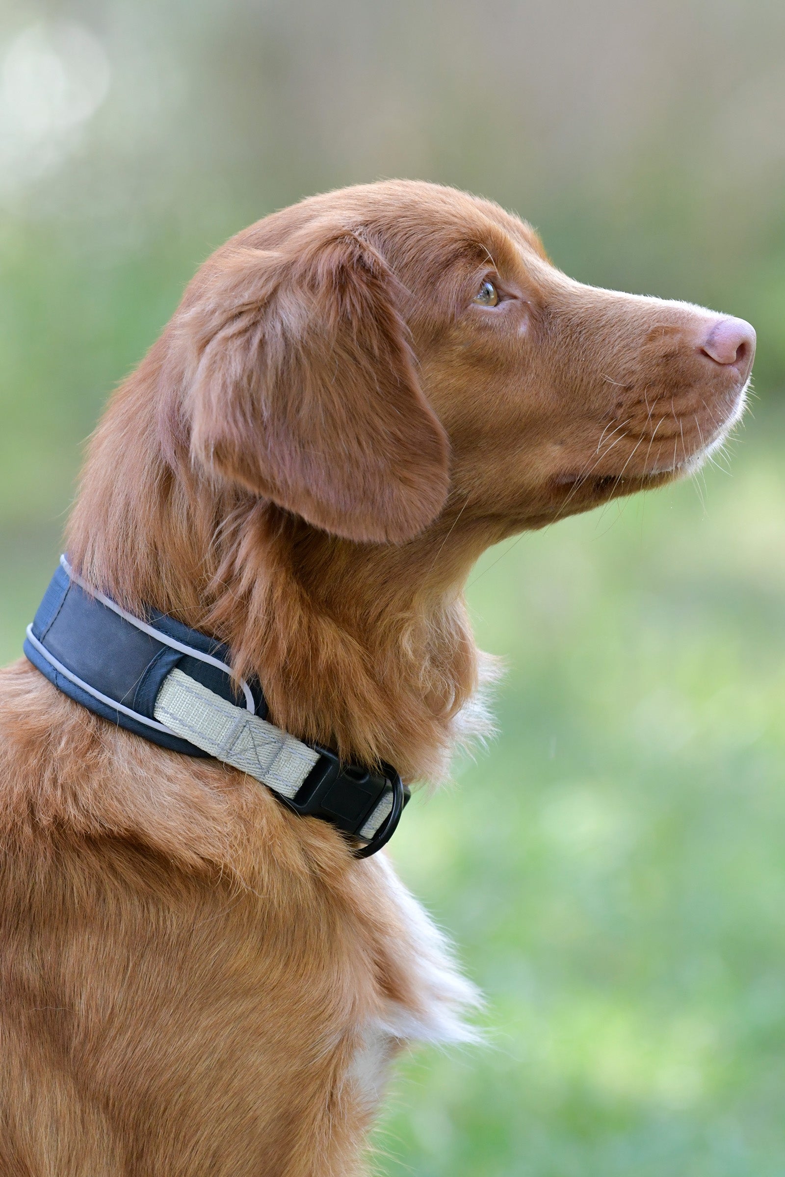 Weatherbeeta Explorer Dog Collar Utrustning för hundar