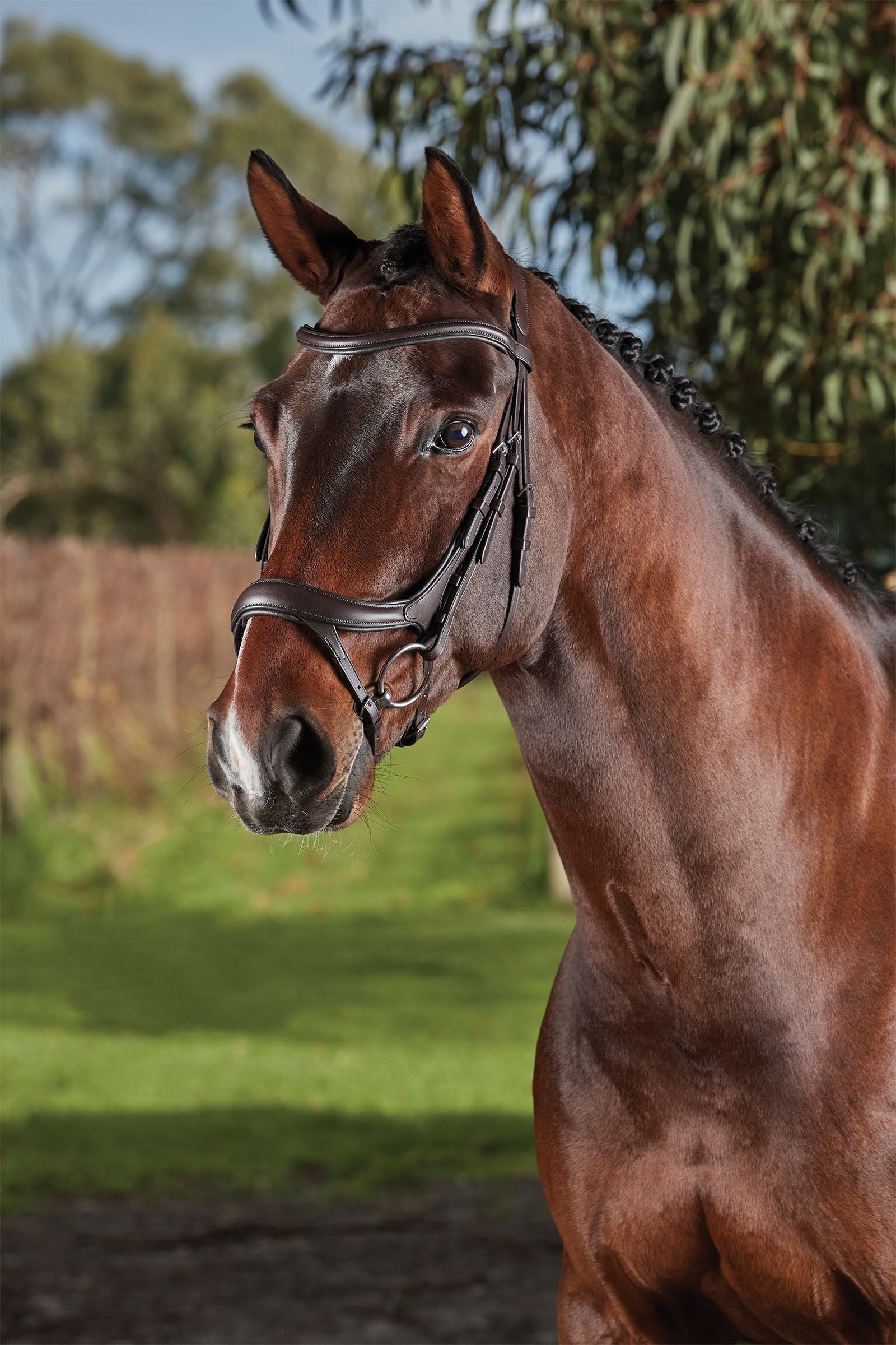 Collegiate Comfitec Vogue anatomiskt träns Träns & Tyglar