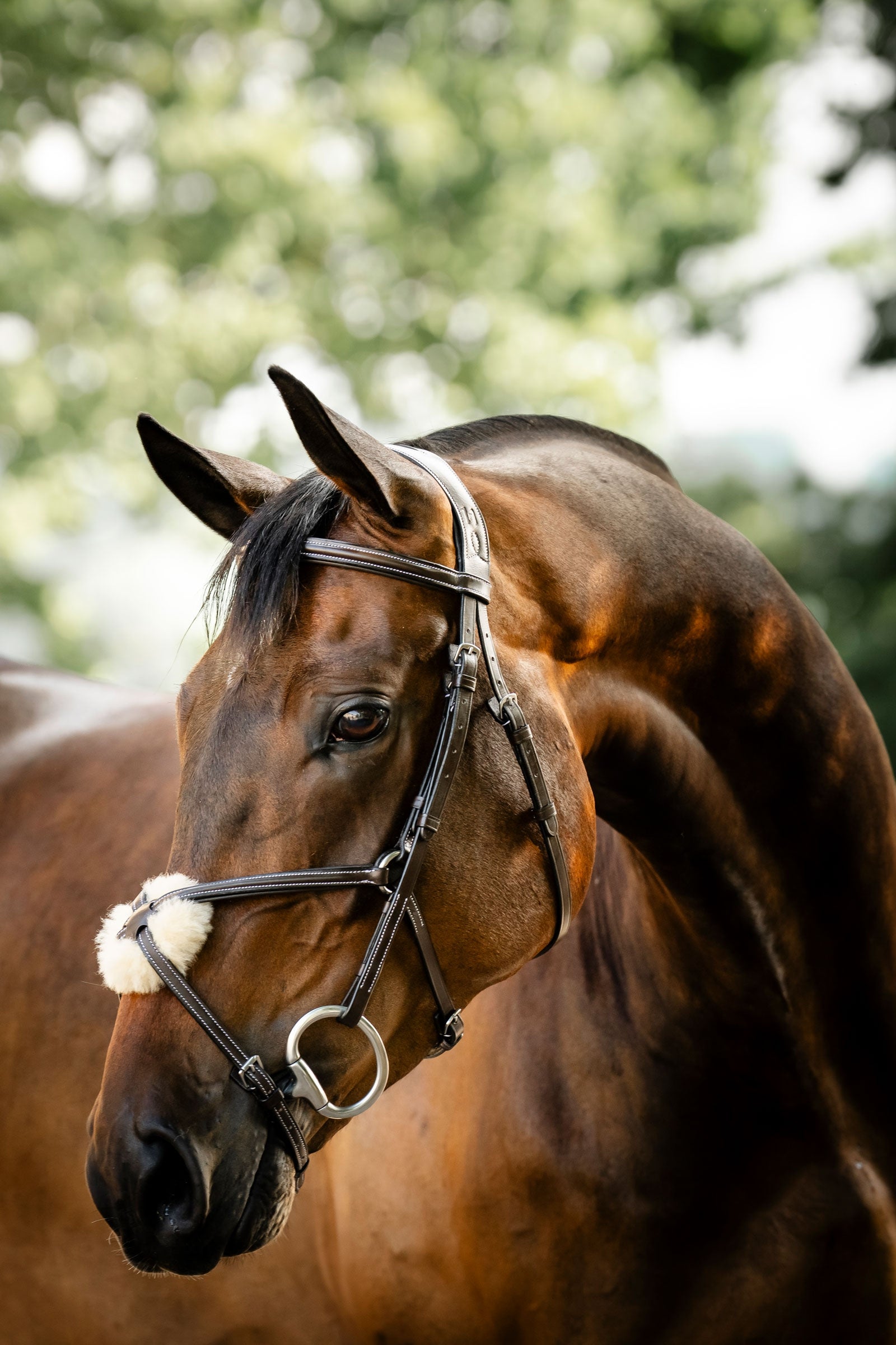 Horseware träns med åttanosgrimma Träns & Tyglar