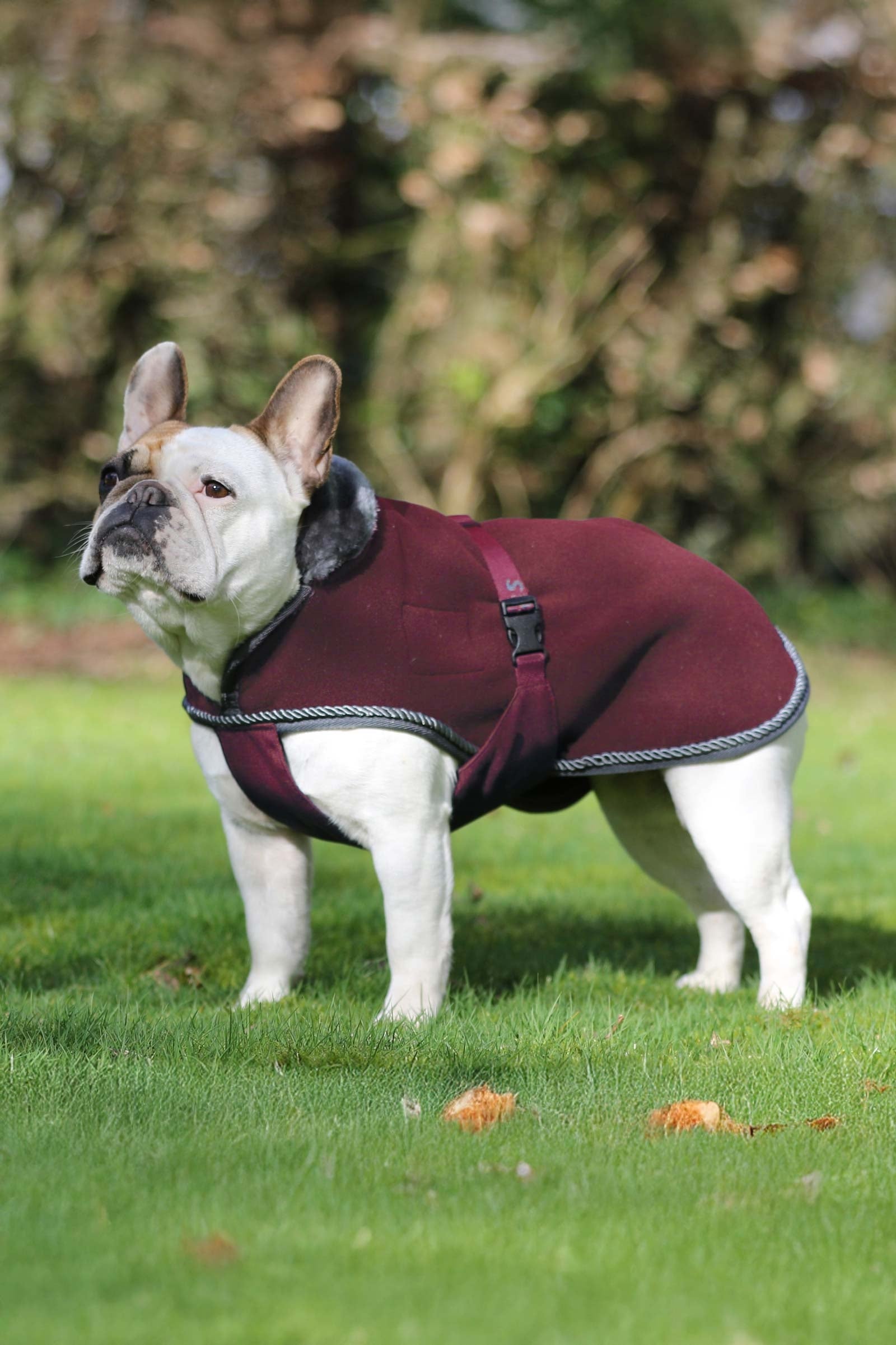 Bucas Show-Line Dog Rug Utrustning för hundar