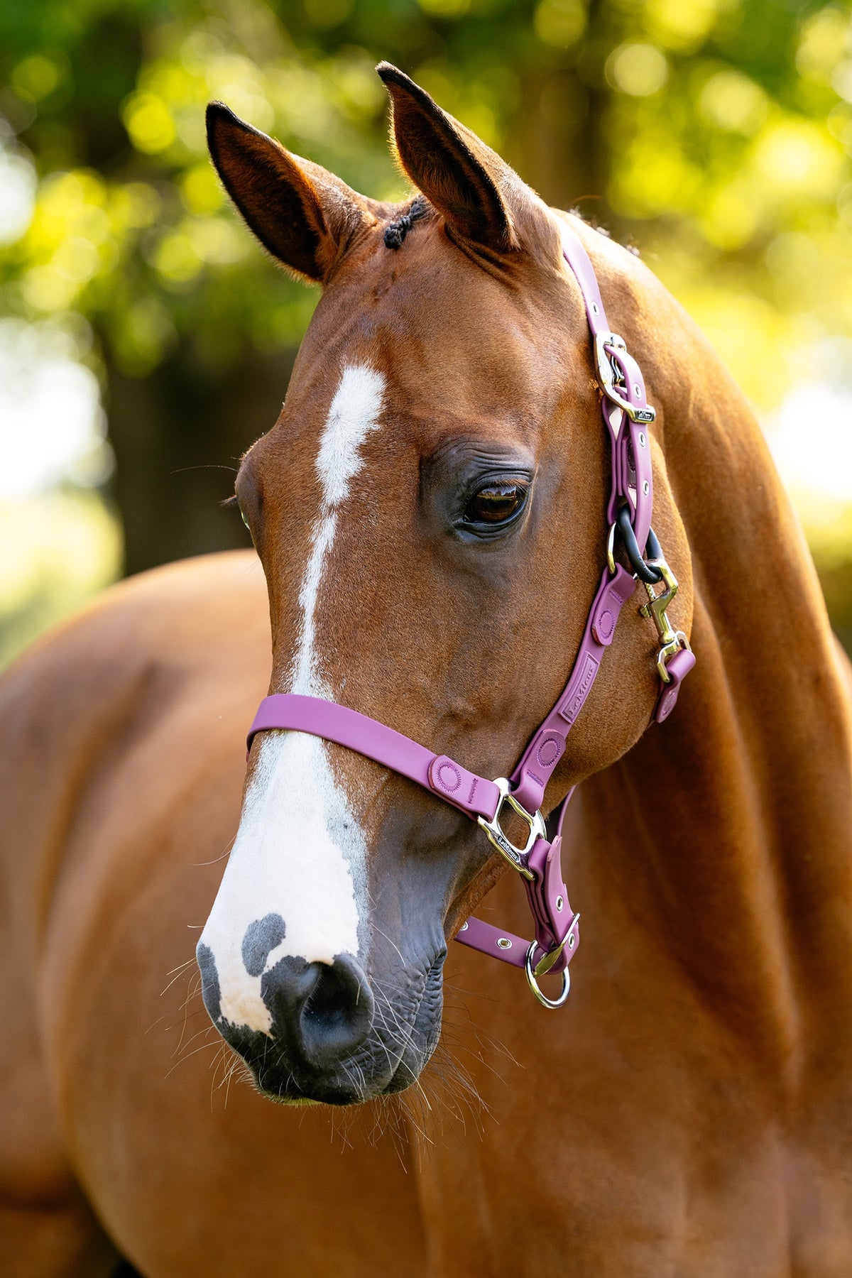 LeMieux FieldFlex Headcollar Halters & Leads