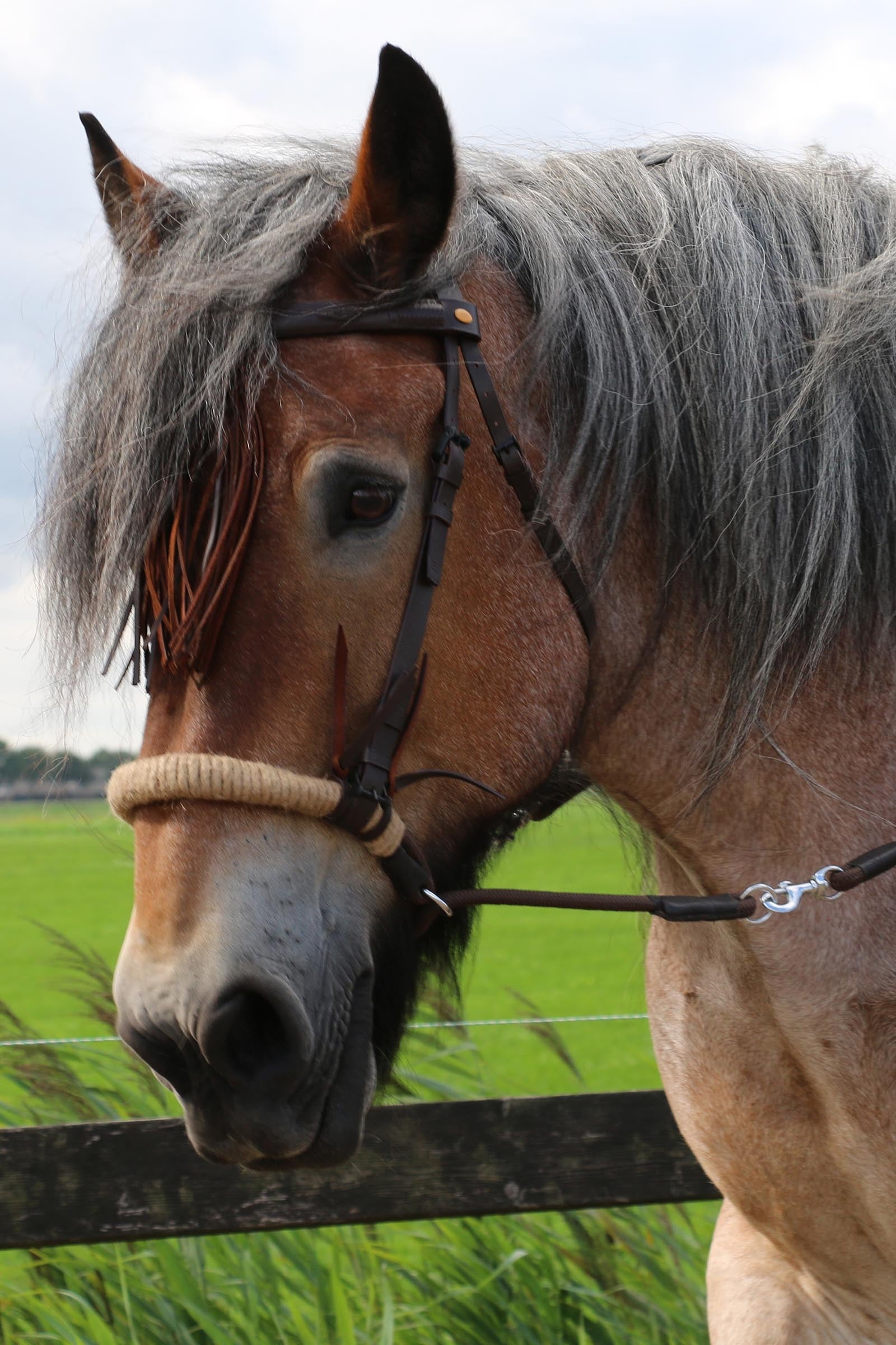 F.R.A. Freedom Riding Articles Tinver Bitless Bridle With Reins (System 4), Shire Bridles & Reins