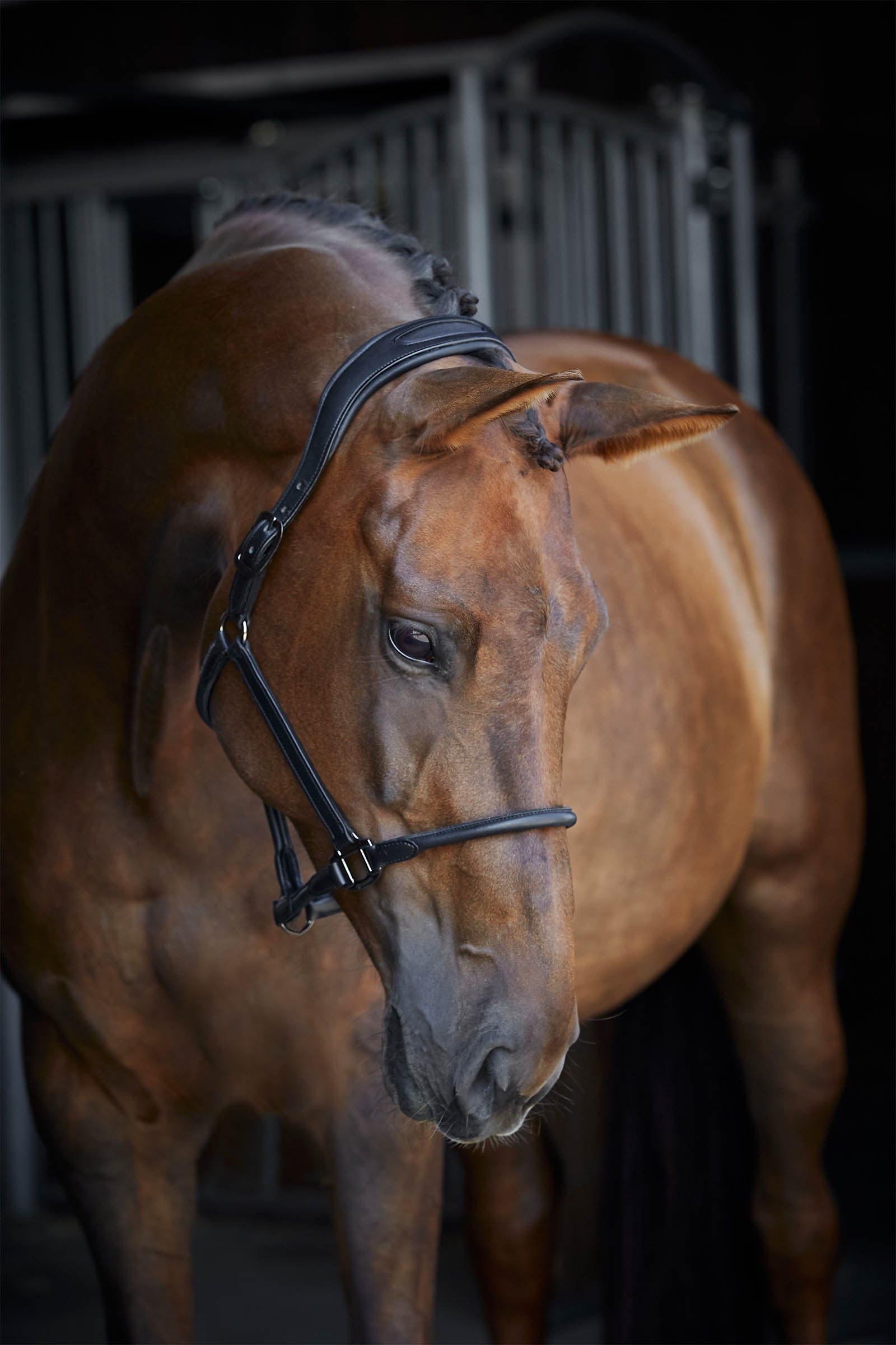 Catago leather halter with round-stitched noseband Halters & Leads