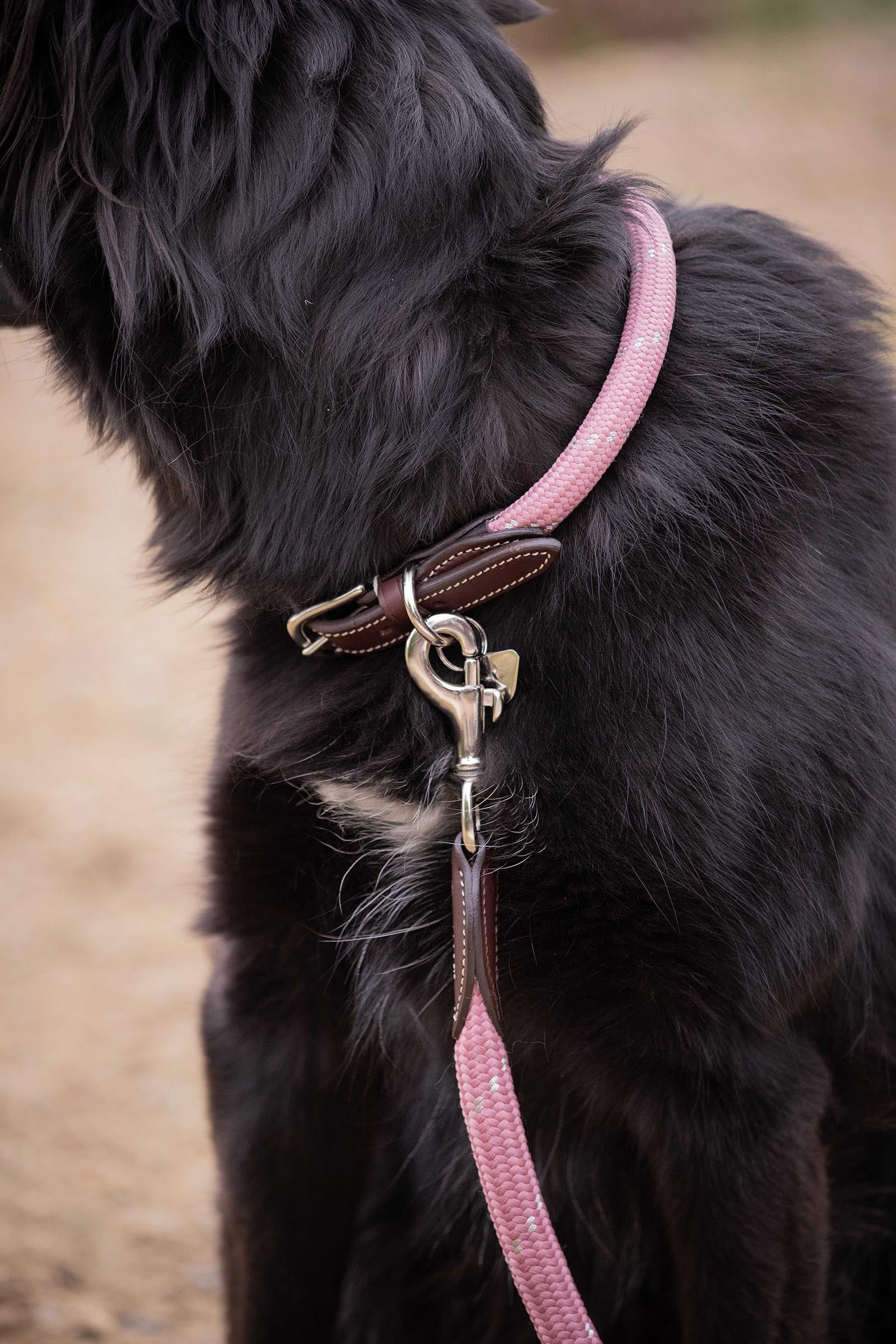 PENELOPE Billie Dog Collar Dog Accesories