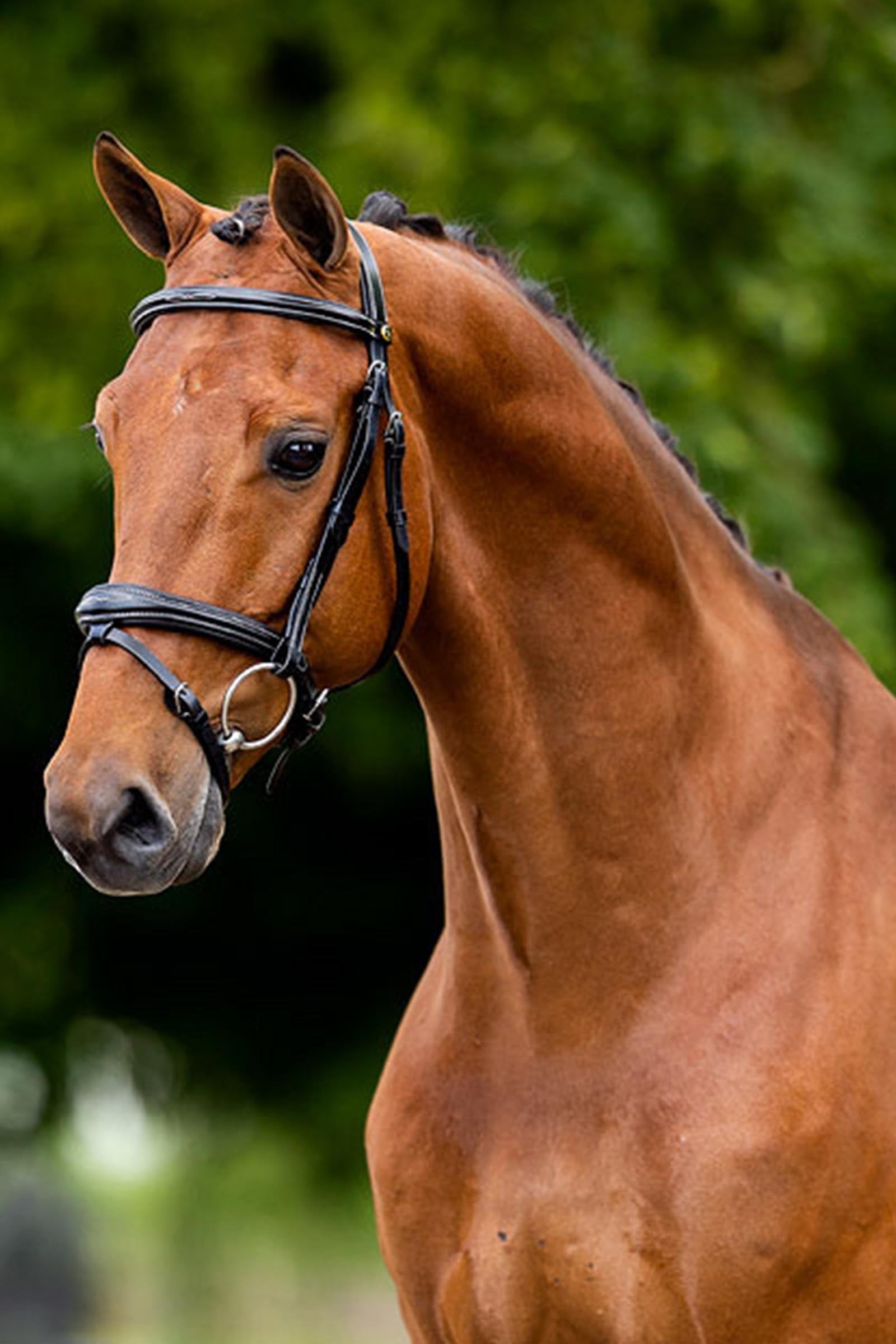 BR Cheltenham Bridle Bridles & Reins