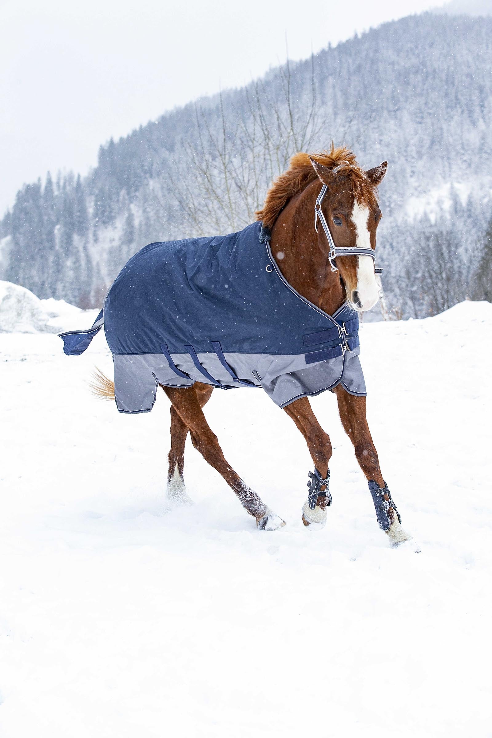 Equi Theme EQUITHÈME TYREX 600D Turnout Rug With Belly Flap, 300 g Horse Rugs