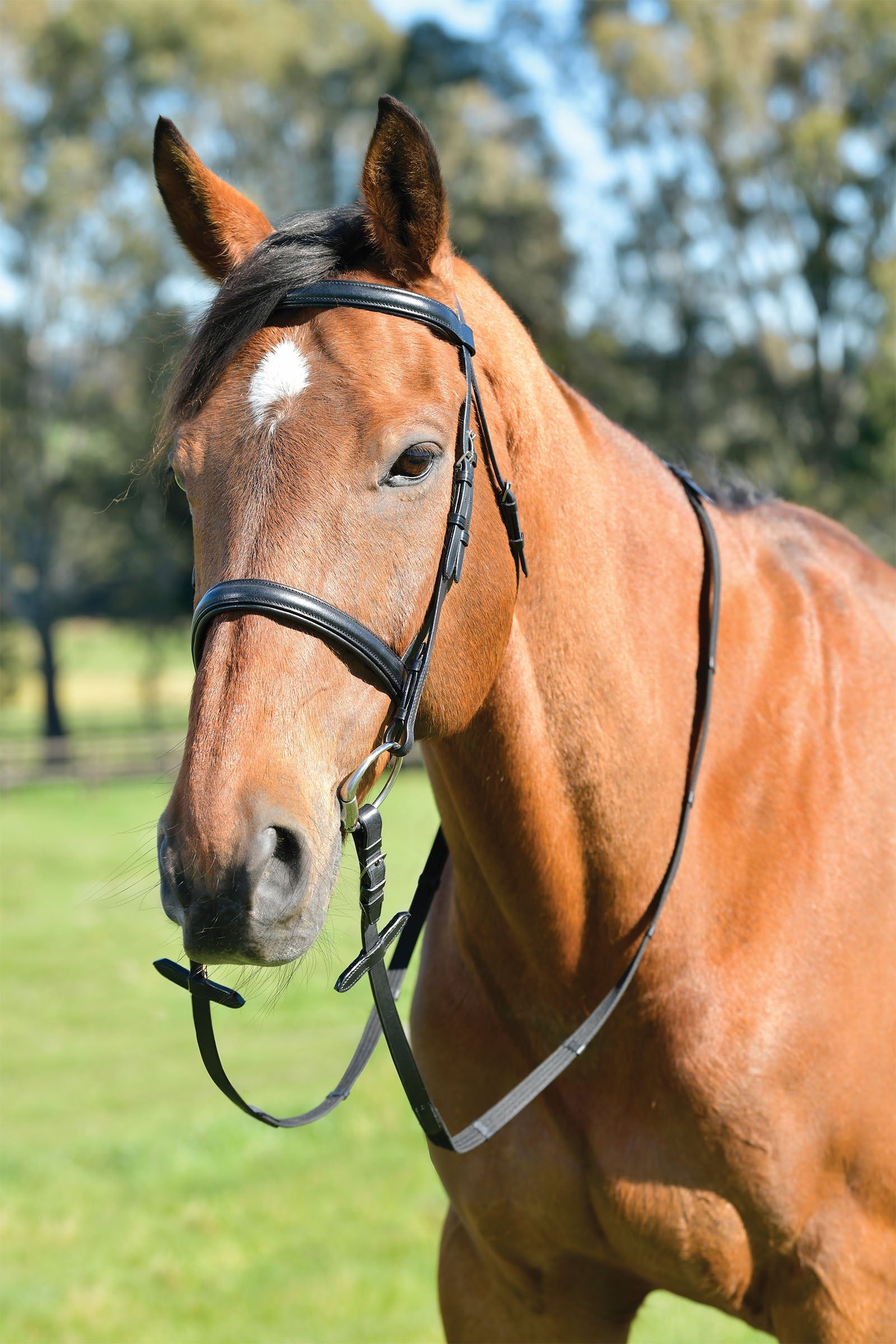 Kincade Classic enkel upphöjd träns med engelsk nosgrimma och tyglar Träning & longering