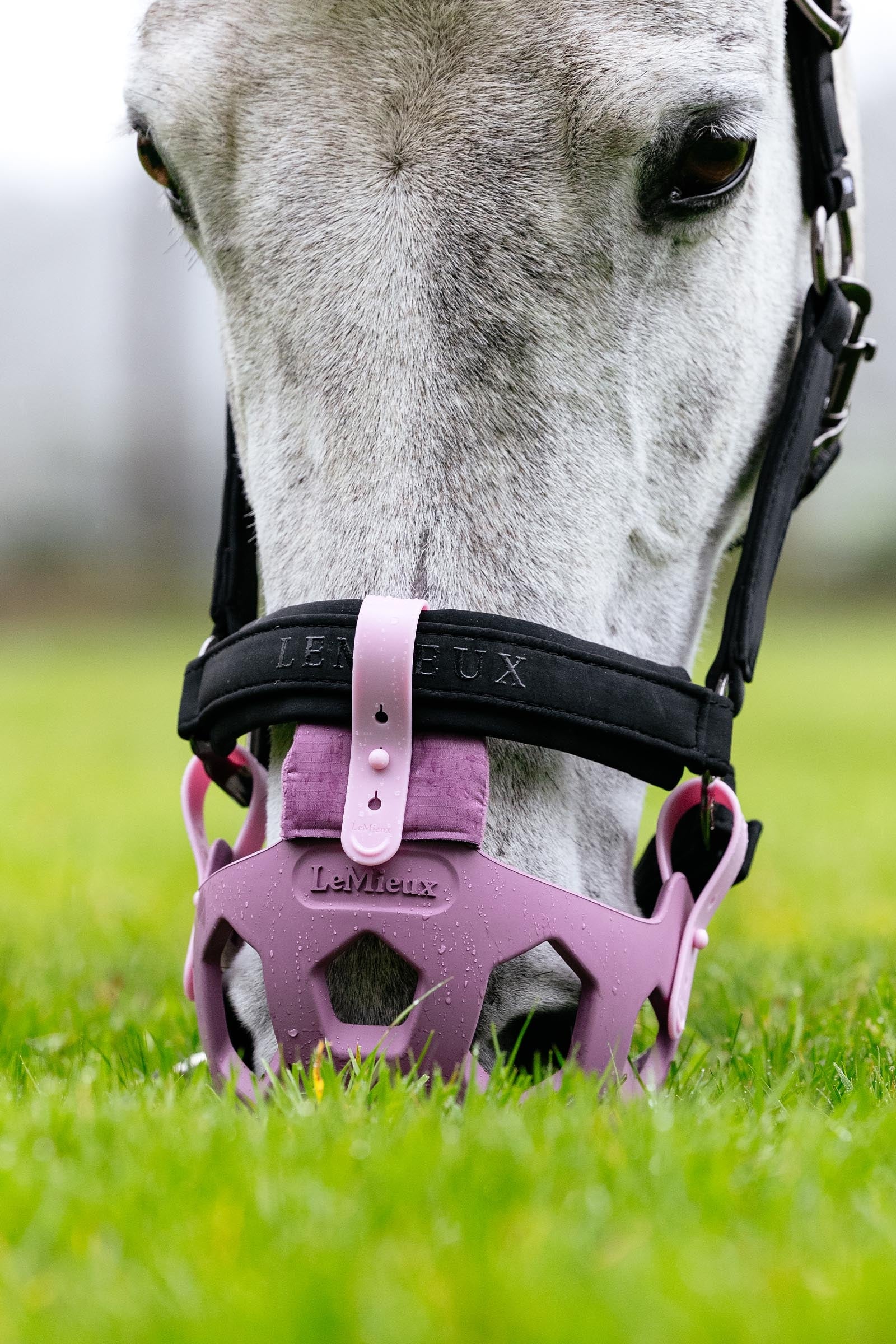LeMieux Noma Grazing Muzzle Halters & Leads
