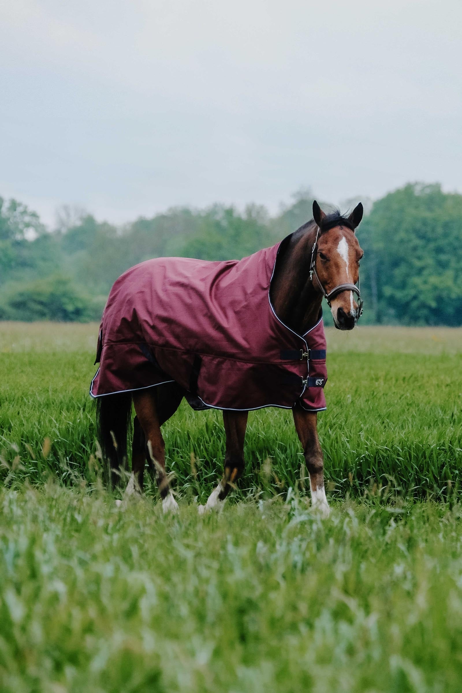 Equi Theme EQUITHÈME TYREX 1200D Turnout Rug, 0 g Horse Rugs