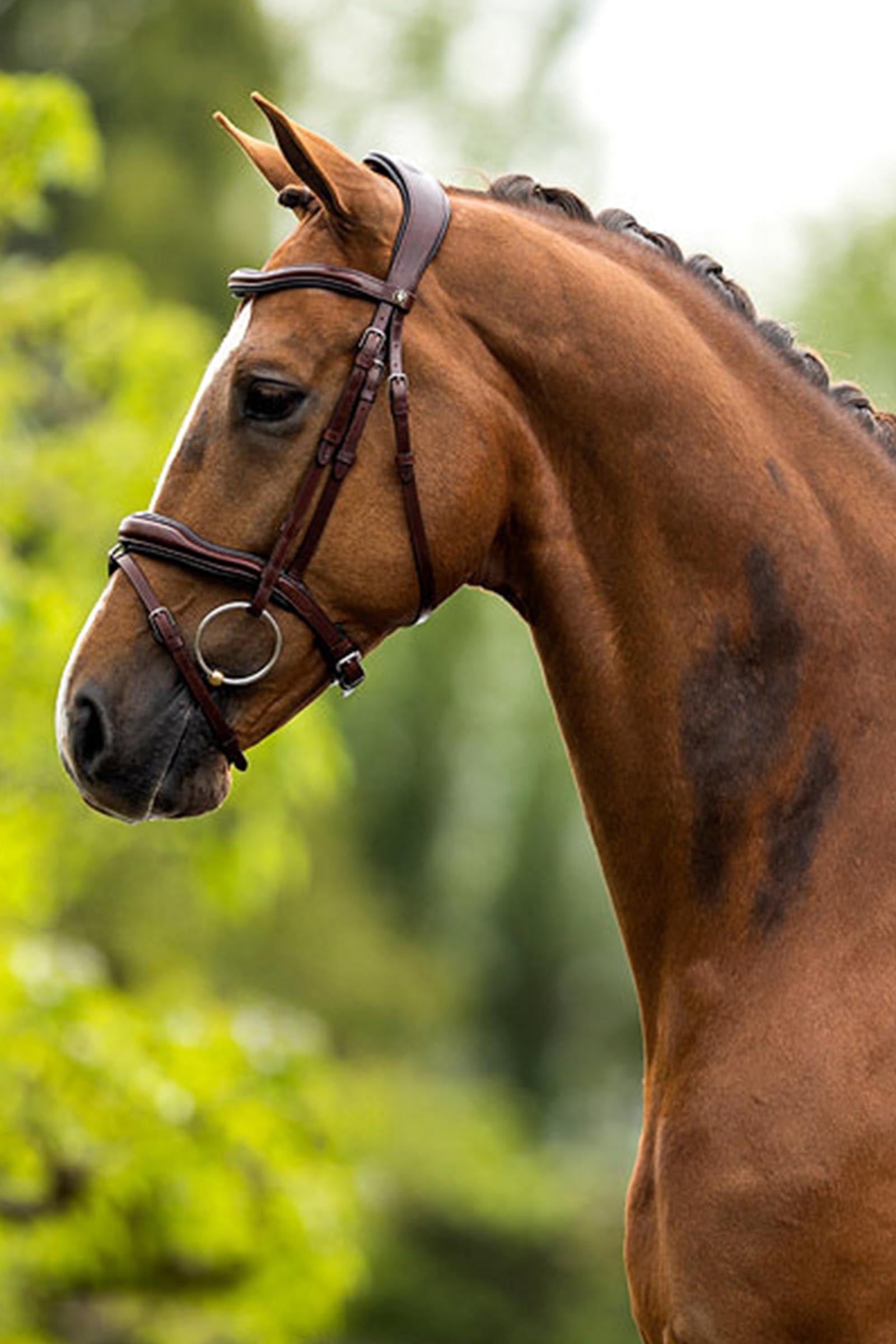 BR Luton Bridle Bridles & Reins
