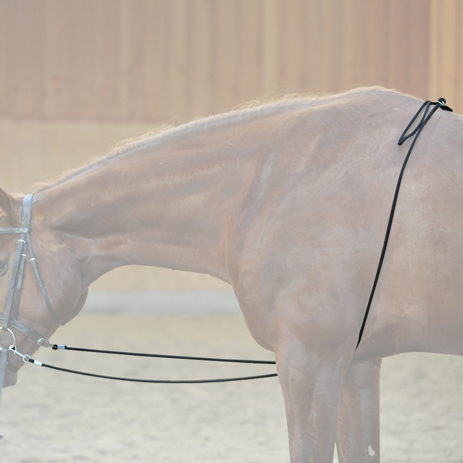 Kavalkade HO longerhjälp Träning & longering