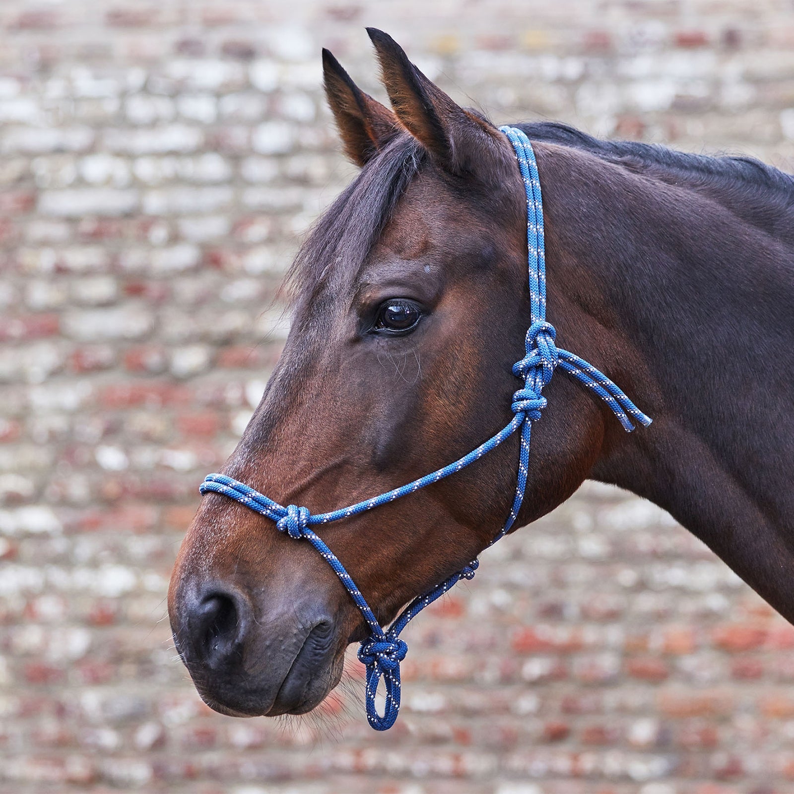 Waldhausen Knotted Halter Halters & Leads