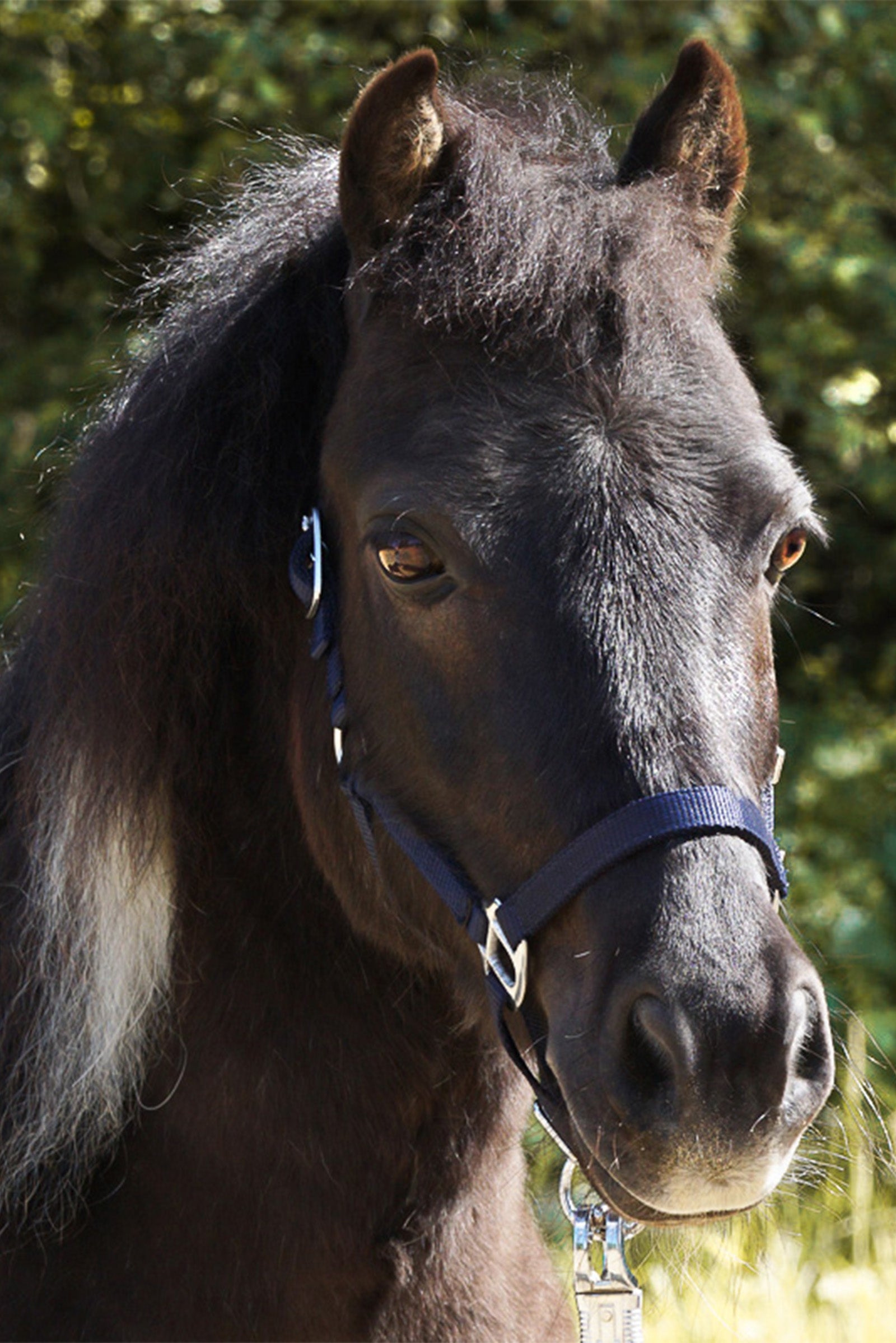 Kavalkade Shorty Shetty Halter Pony & Shetland Tac