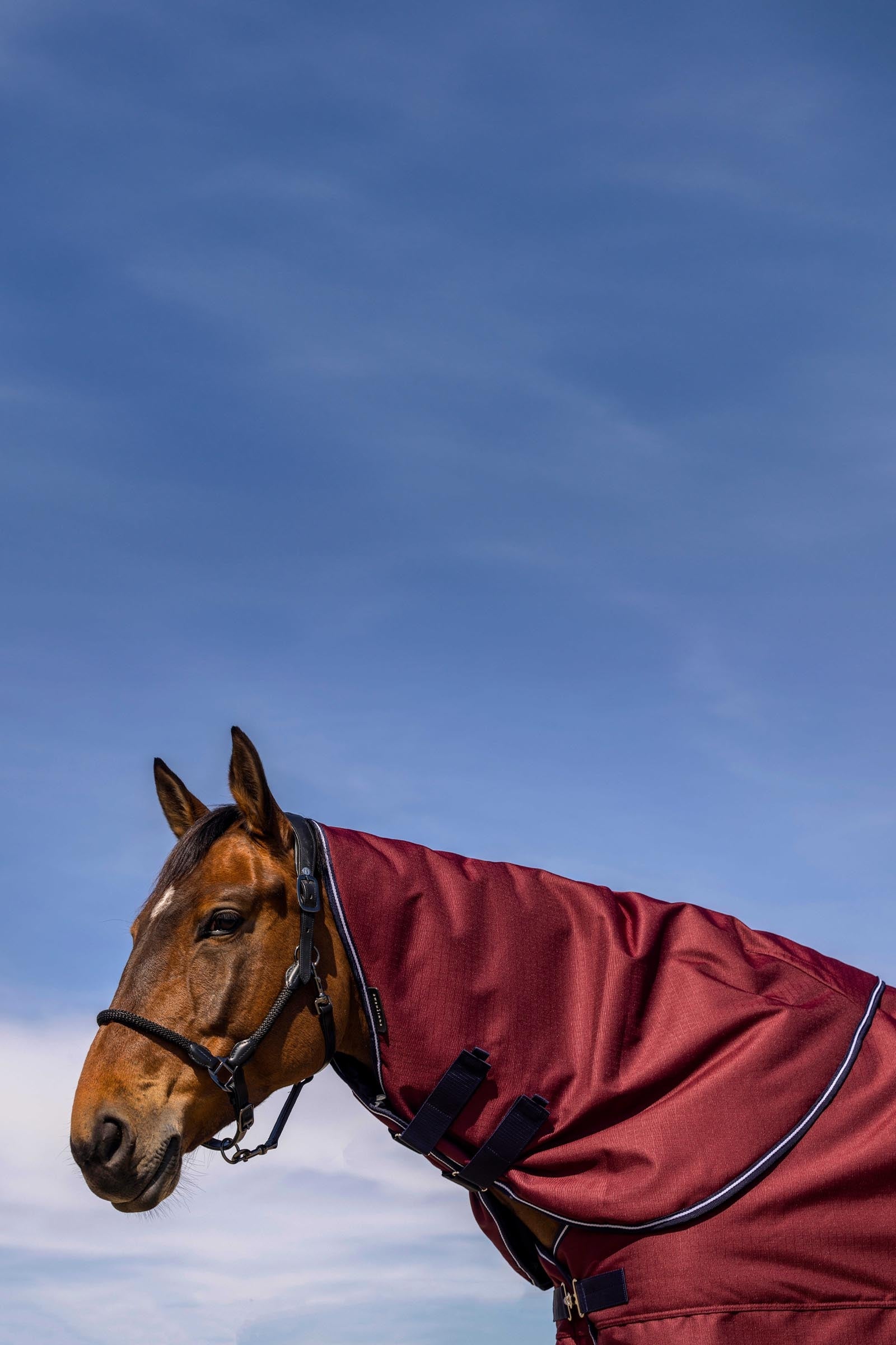 Equi Theme EQUITHÈME TYREX 1200D Neck Cover, 200g Horse Rugs