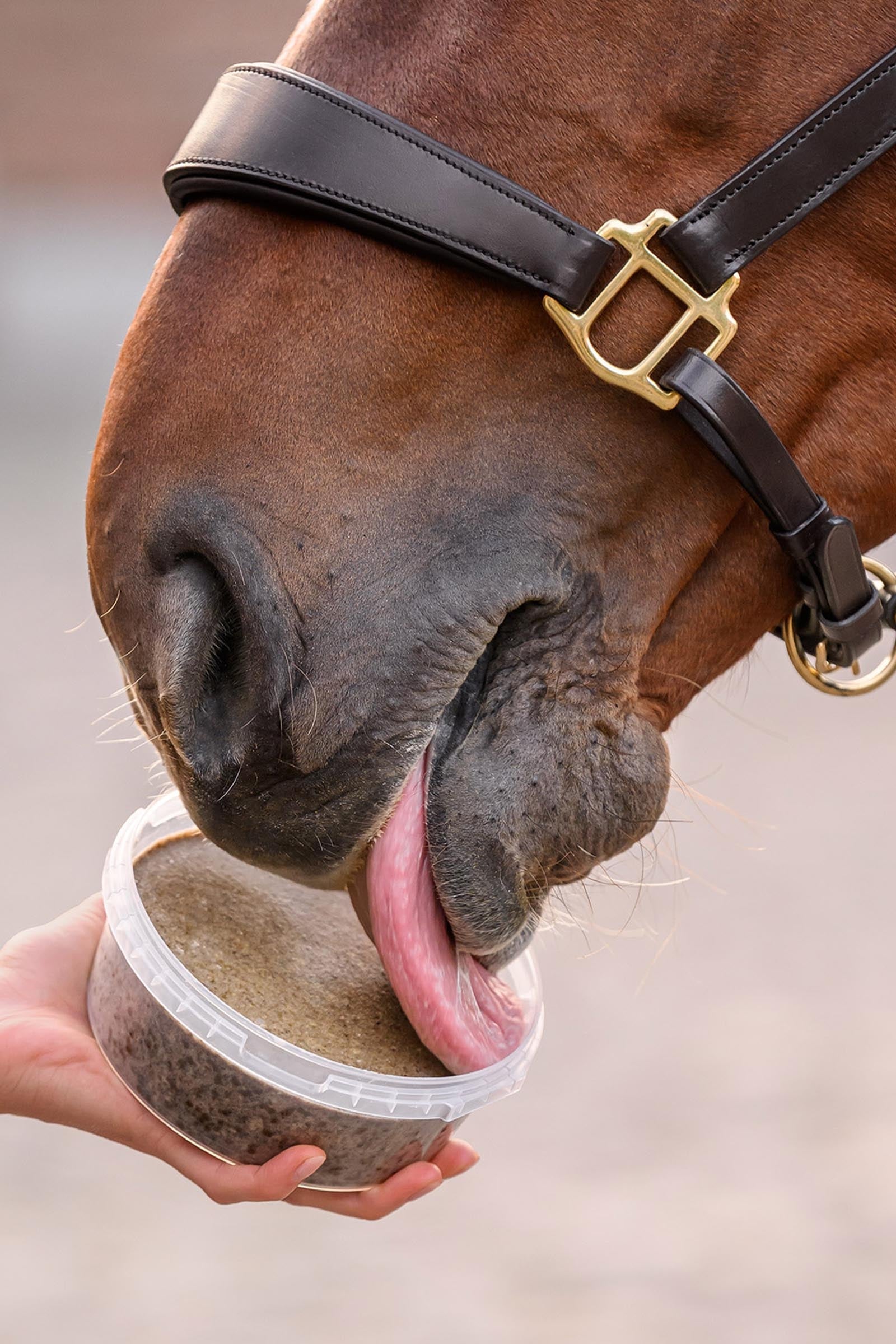 Waldhausen Stable Snack Licking Bowl, 650 g Horse Feed & Nutrition