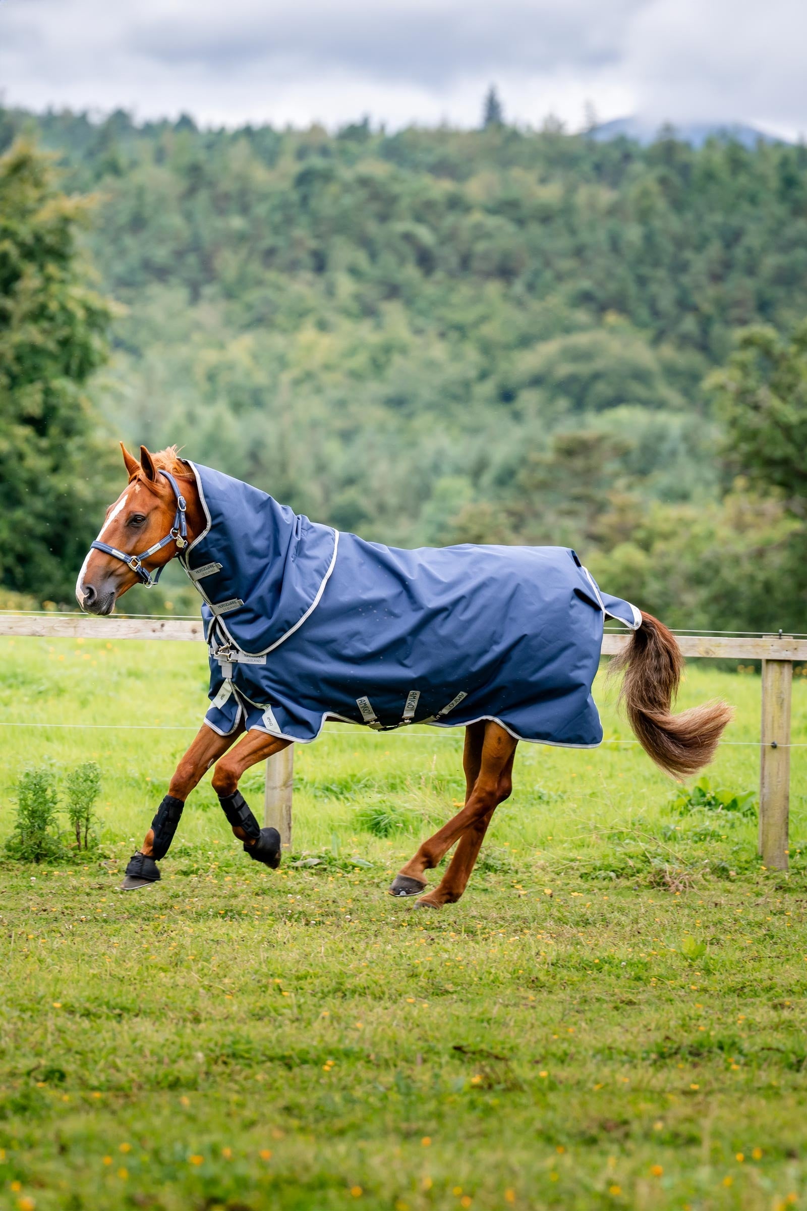Horseware Amigo Bravo 12 Plus Turnout Rug With Detachable Neck, 0g Horse Rugs