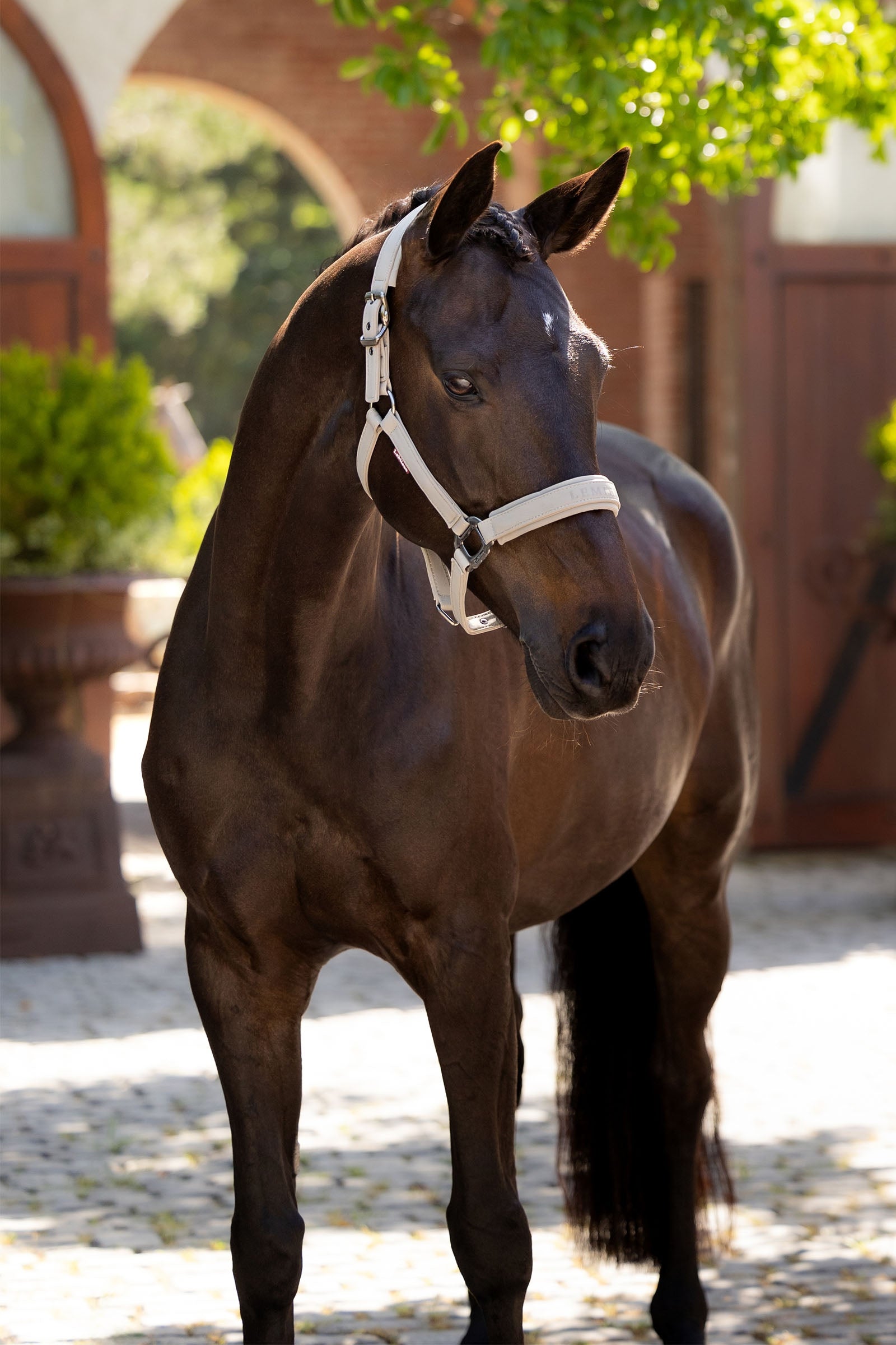 LeMieux Essence Headcollar Halters & Leads