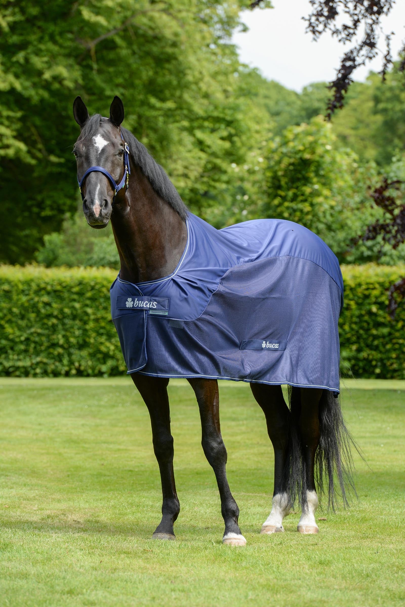 Bucas Competition Cooler Horse Rugs