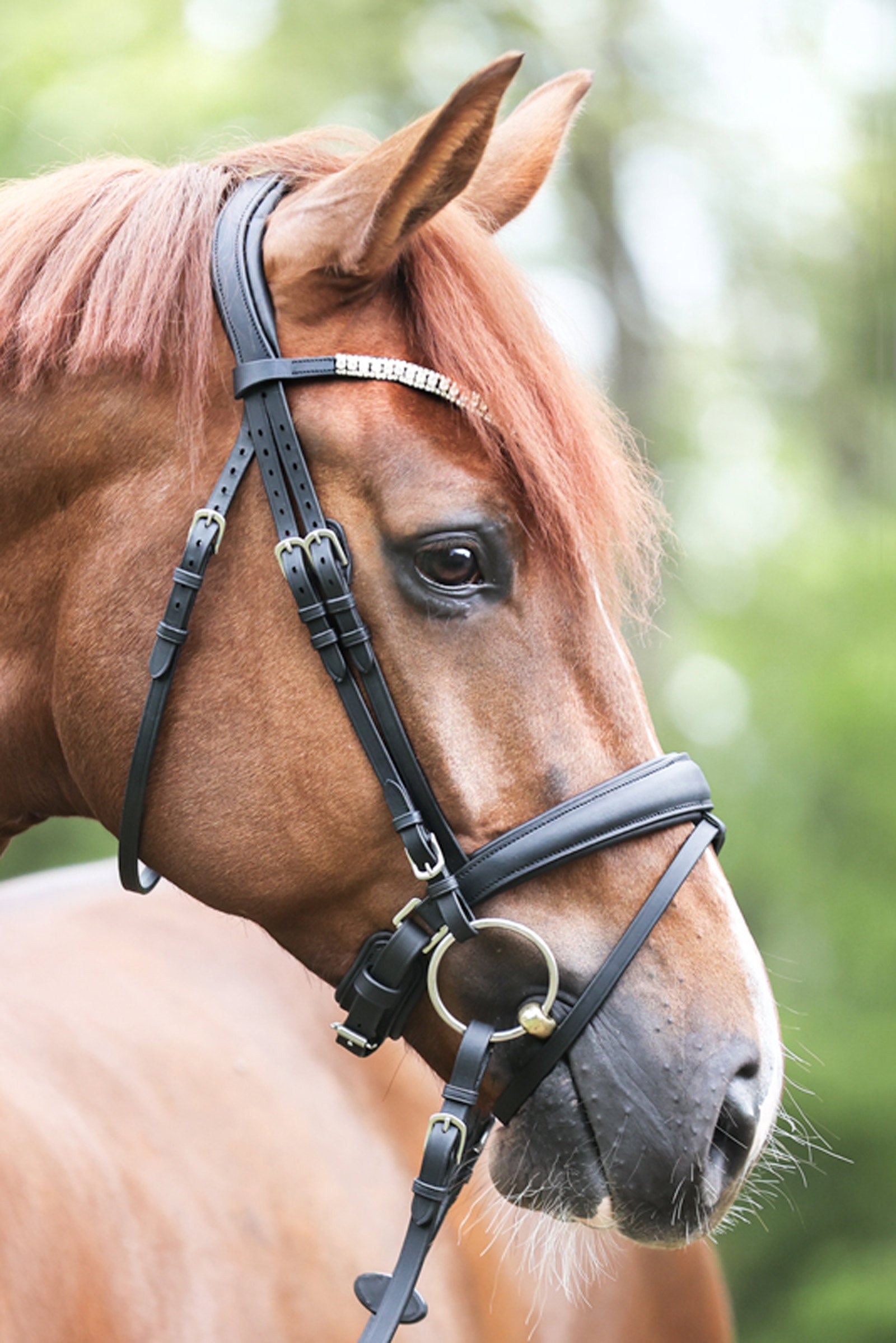 Kavalkade Bridle Everlyn crank nb-flash Bridles & Reins