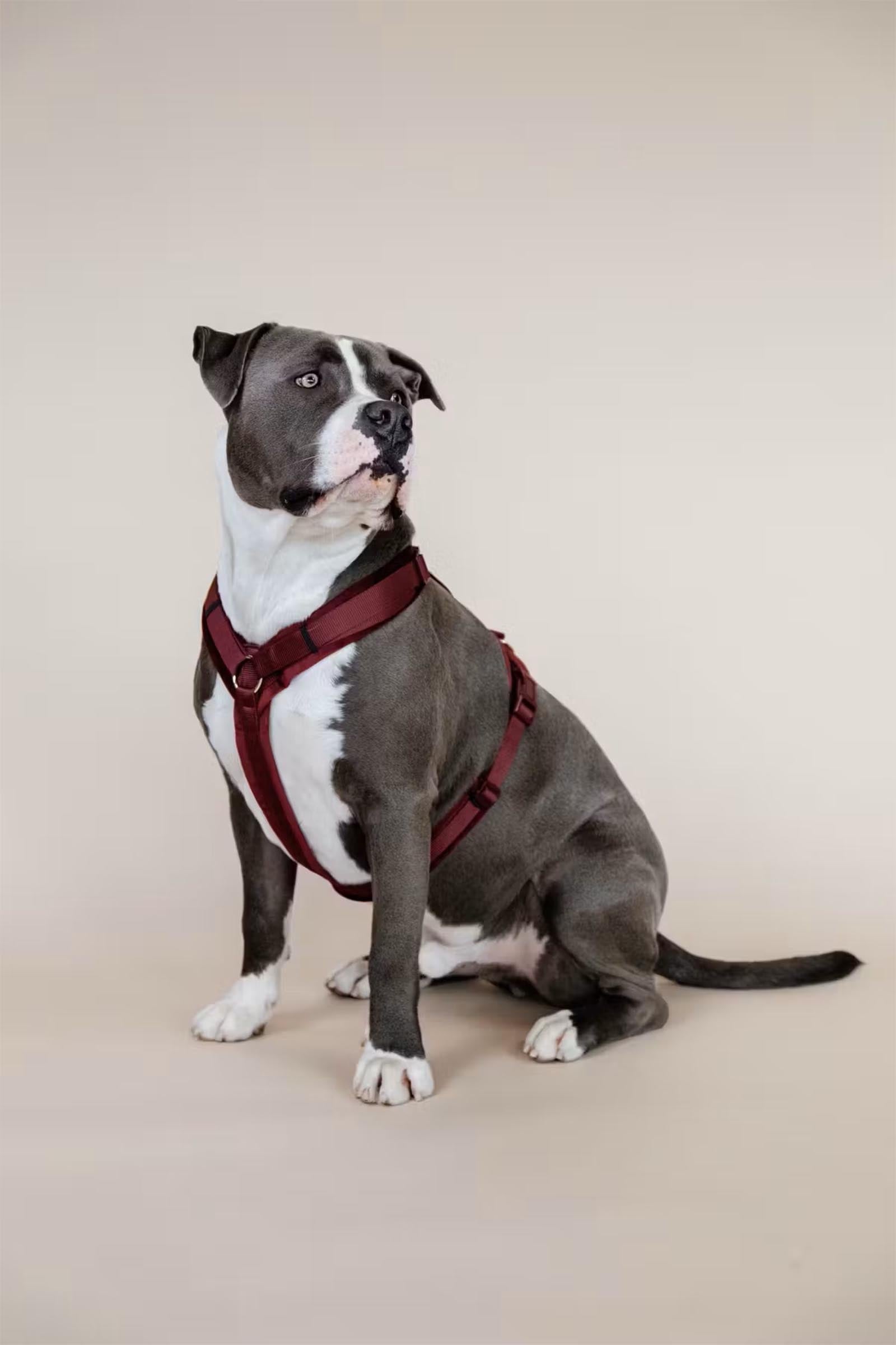 Kentucky Dogwear Active Velvet Dog Harness Dog Accesories