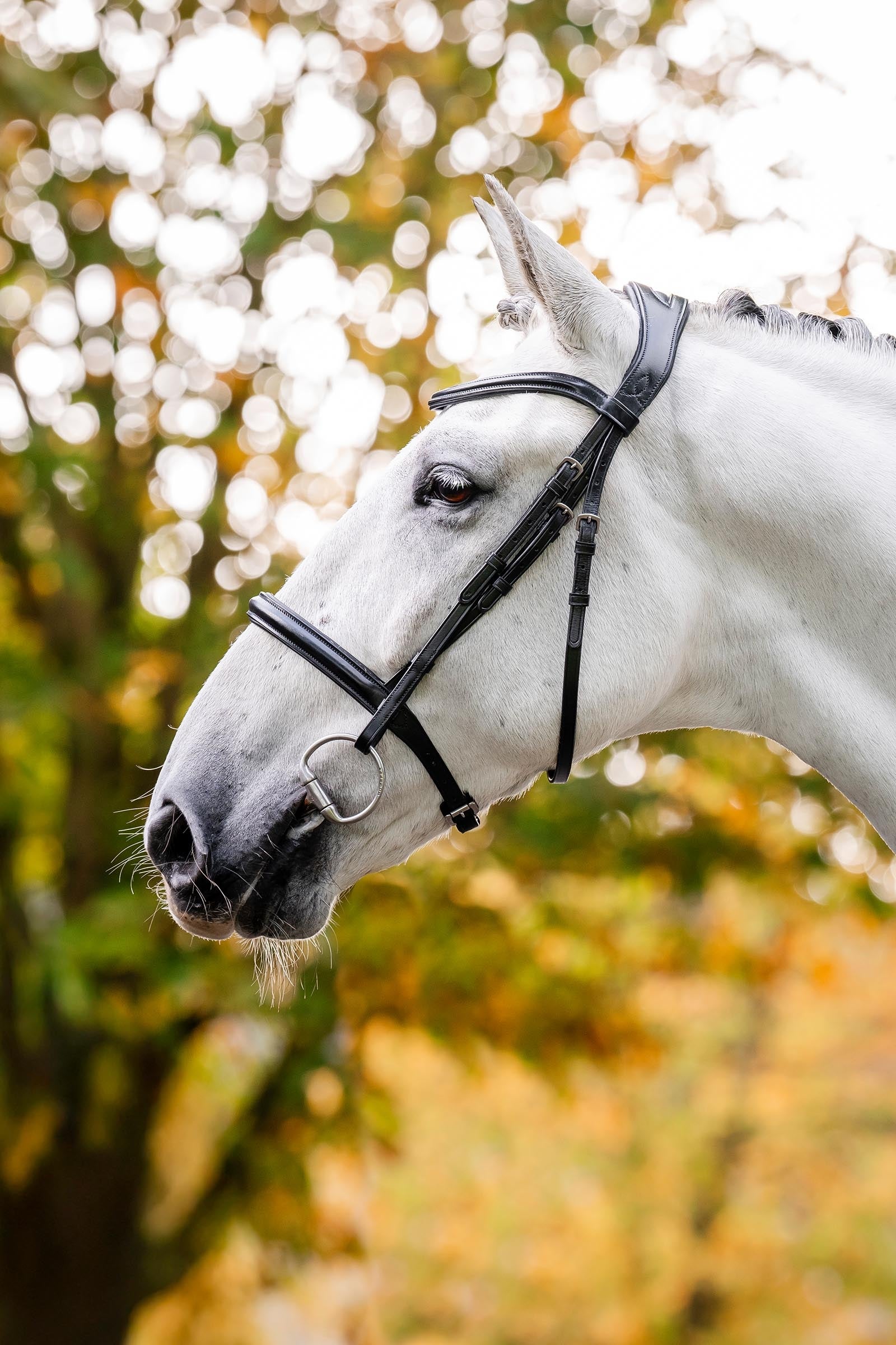 Horseware Cavesson Bridle Bridles & Reins
