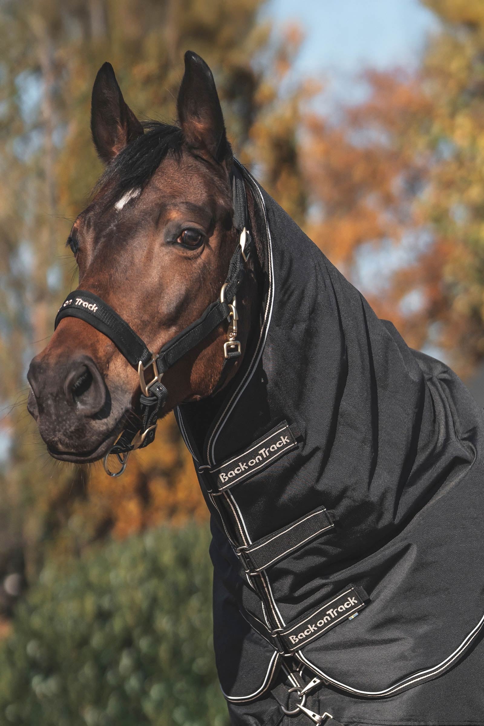 Back on Track Obsidian Turnout Rug With Detachable Neck, 150g Horse Rugs
