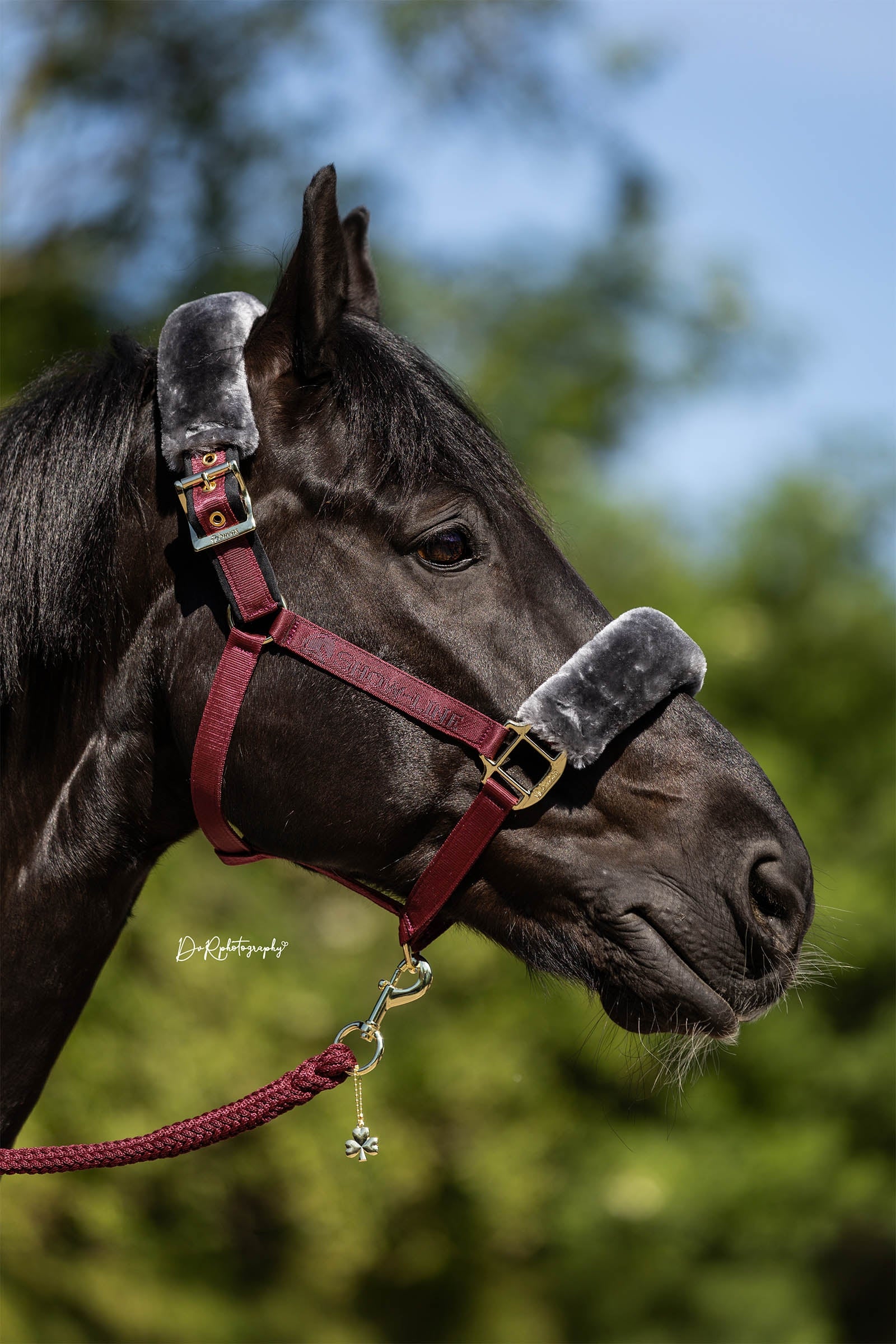 Bucas Show-Line Halter Halters & Leads